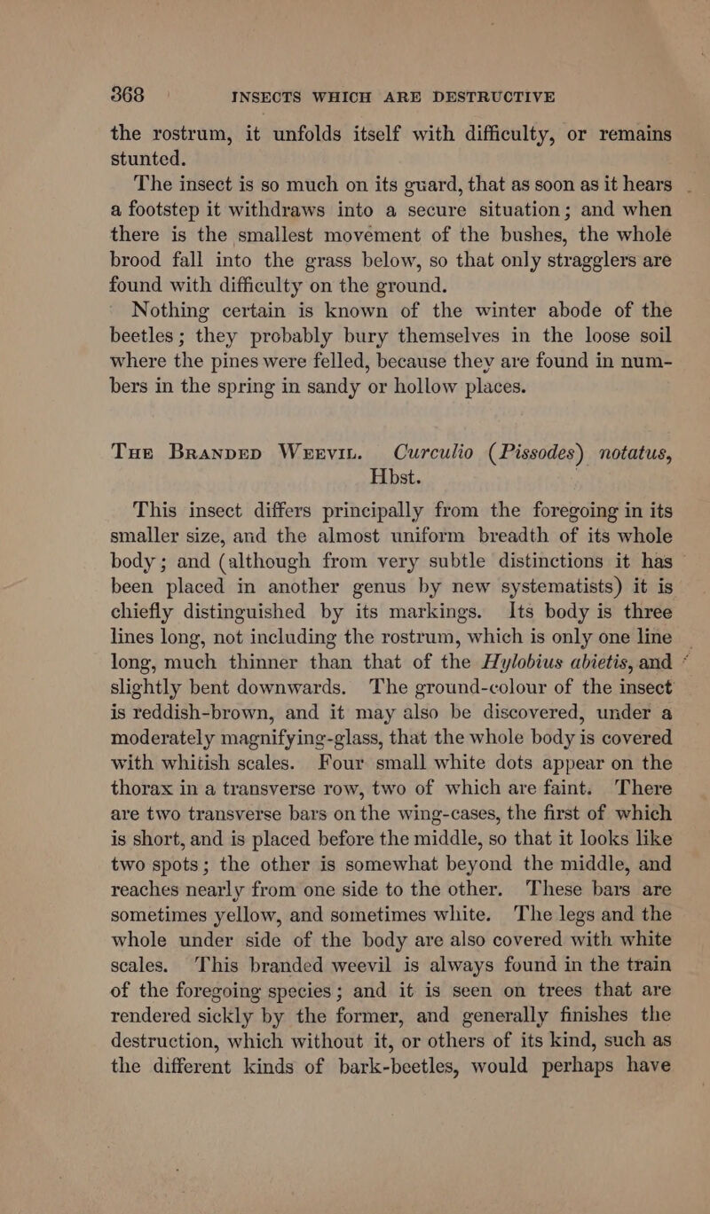 the rostrum, it unfolds itself with difficulty, or remains stunted. The insect is so much on its guard, that as soon as it hears _ a footstep it withdraws into a secure situation; and when there is the smallest movement of the bushes, the whole brood fall into the grass below, so that only stragglers are found with difficulty on the ground. Nothing certain is known of the winter abode of the beetles ; they probably bury themselves in the loose soil where the pines were felled, because they are found in num- bers in the spring in sandy or hollow places. Toe Branpep Weevin. Curculio (Pissodes) notatus, Hbst. ) This insect differs principally from the foregoing in its smaller size, and the almost uniform breadth of its whole body ; and (although from very subtle distinctions it has been placed in another genus by new systematists) it is chiefly distinguished by its markings. Its body is three lines long, not including the rostrum, which is only one line _ long, much thinner than that of the Hylobius abietis, and * slightly bent downwards. The ground-colour of the insect is reddish-brown, and it may also be discovered, under a moderately magnifying-glass, that the whole body is covered with whitish scales. Four small white dots appear on the thorax in a transverse row, two of which are faint. There are two transverse bars on the wing-cases, the first of which is short, and is placed before the middle, so that it looks like two spots; the other is somewhat beyond the middle, and reaches nearly from one side to the other. ‘These bars are sometimes yellow, and sometimes white. The legs and the whole under side of the body are also covered with white scales. This branded weevil is always found in the train of the foregoing species; and it is seen on trees that are rendered sickly by the former, and generally finishes the destruction, which without it, or others of its kind, such as the different kinds of bark-beetles, would perhaps have