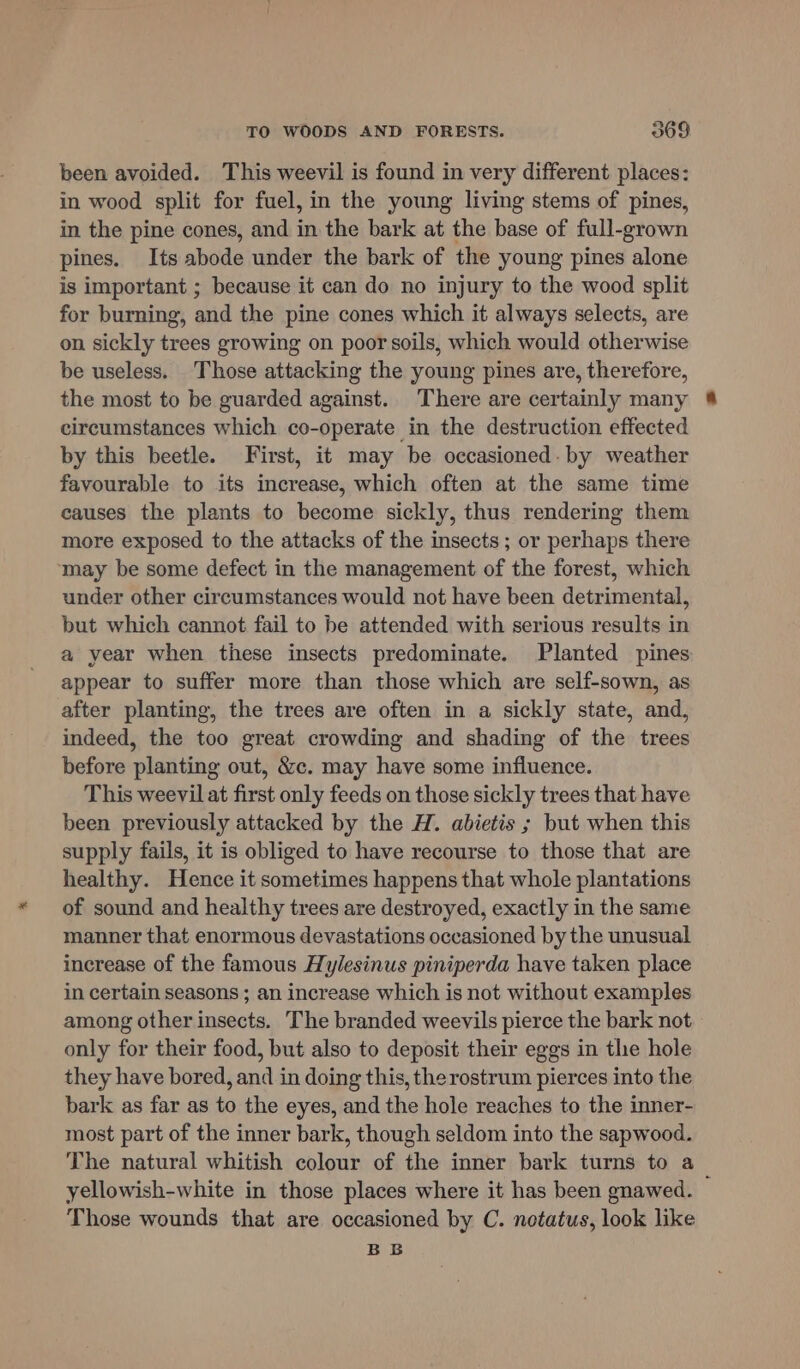 been avoided. This weevil is found in very different places: in wood split for fuel, in the young living stems of pines, in the pine cones, and in the bark at the base of full-grown pines. Its abode under the bark of the young pines alone is important ; because it can do no injury to the wood split for burning, and the pine cones which it always selects, are on sickly trees growing on poor soils, which would otherwise be useless. Those attacking the young pines are, therefore, the most to be guarded against. There are certainly many circumstances which co-operate in the destruction effected by this beetle. First, it may be occasioned: by weather favourable to its increase, which often at the same time causes the plants to become sickly, thus rendering them more exposed to the attacks of the insects ; or perhaps there may be some defect in the management of the forest, which under other circumstances would not have been detrimental, but which cannot fail to be attended with serious results in a year when these insects predominate. Planted pines appear to suffer more than those which are self-sown, as after planting, the trees are often in a sickly state, and, indeed, the too great crowding and shading of the trees before planting out, &amp;c. may have some influence. This weevil at first only feeds on those sickly trees that have been previously attacked by the H. abietis ; but when this supply fails, it is obliged to have recourse to those that are healthy. Hence it sometimes happens that whole plantations of sound and healthy trees are destroyed, exactly in the same manner that enormous devastations occasioned by the unusual increase of the famous Hylesinus piniperda have taken place in certain seasons ; an increase which is not without examples among other insects. The branded weevils pierce the bark not only for their food, but also to deposit their eggs in the hole they have bored, and in doing this, the rostrum pierces into the bark as far as to the eyes, and the hole reaches to the inner- most part of the inner bark, though seldom into the sapwood. The natural whitish colour of the inner bark turns to a yellowish-white in those places where it has been gnawed. © Those wounds that are occasioned by C. notatus, look like BB