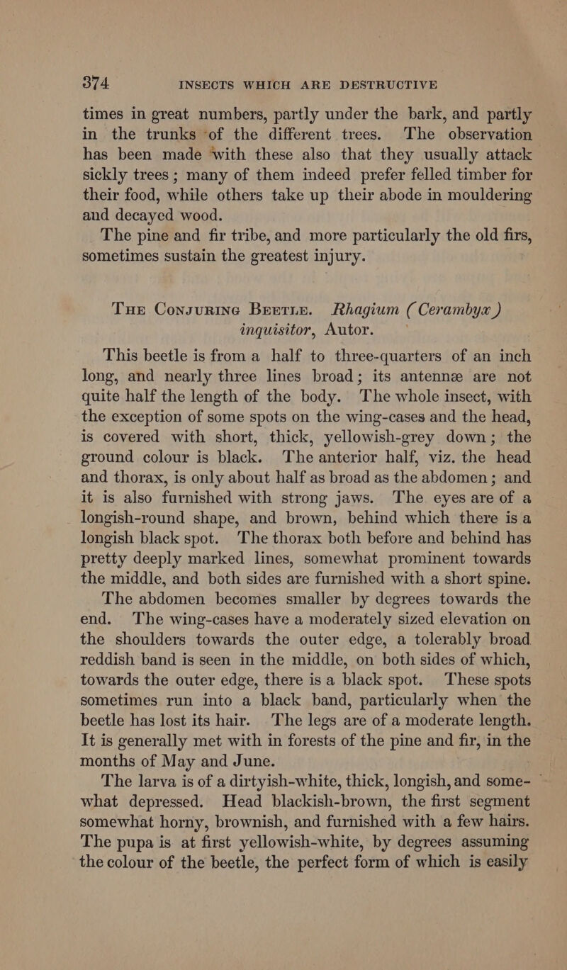 times in great numbers, partly under the bark, and partly in the trunks of the different trees. The observation has been made ‘with these also that they usually attack sickly trees ; many of them indeed prefer felled timber for their food, while others take up their abode in mouldering and decayed wood. The pine and fir tribe, and more particularly the old firs, sometimes sustain the greatest injury. Tue Consurine Breetis. Rhagium ( Cerambyx ) inquisitor, Autor. This beetle is from a half to three-quarters of an inch long, and nearly three lines broad; its antennze are not quite half the length of the body. The whole insect, with the exception of some spots on the wing-cases and the head, is covered with short, thick, yellowish-grey down; the ground colour is black. The anterior half, viz. the head and thorax, is only about half as broad as the abdomen; and it is also furnished with strong jaws. The eyes are of a longish-round shape, and brown, behind which there is a longish black spot. The thorax both before and behind has pretty deeply marked lines, somewhat prominent towards the middle, and both sides are furnished with a short spine. The abdomen becomes smaller by degrees towards the end. The wing-cases have a moderately sized elevation on the shoulders towards the outer edge, a tolerably broad reddish band is seen in the middie, on both sides of which, towards the outer edge, there isa black spot. These spots sometimes run into a black band, particularly when the beetle has lost its hair. The legs are of a moderate length. It is generally met with in forests of the pine and fir, in the months of May and June. The larva is of a dirtyish-white, thick, longish, and some- — what depressed. Head blackish-brown, the first segment somewhat horny, brownish, and furnished with a few hairs. The pupa is at first yellowish-white, by degrees assuming the colour of the beetle, the perfect form of which is easily