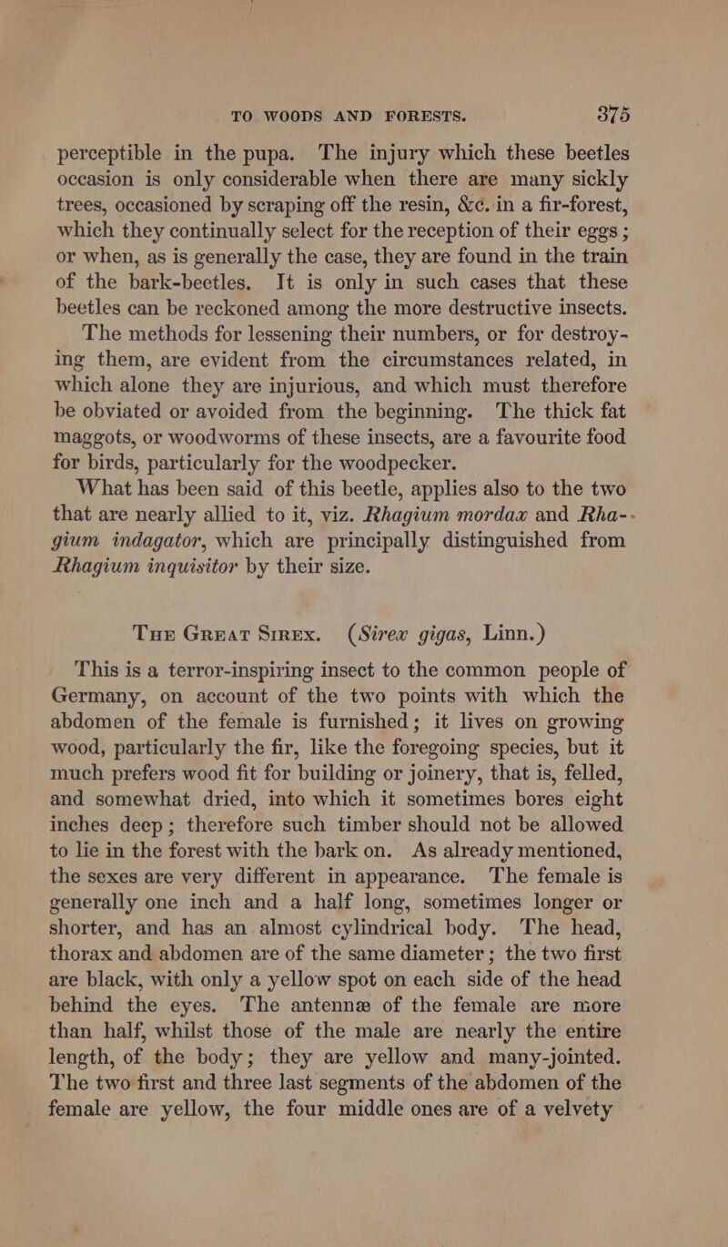 perceptible in the pupa. The injury which these beetles occasion is only considerable when there are many sickly trees, occasioned by scraping off the resin, &c. in a fir-forest, which they continually select for the reception of their eggs ; or when, as is generally the case, they are found in the train of the bark-beetles, It is only in such cases that these beetles can be reckoned among the more destructive insects. The methods for lessening their numbers, or for destroy- ing them, are evident from the circumstances related, in which alone they are injurious, and which must therefore be obviated or avoided from the beginning. The thick fat maggots, or woodworms of these insects, are a favourite food for birds, particularly for the woodpecker. What has been said of this beetle, applies also to the two that are nearly allied to it, viz. Rhagium mordax and Rha-- gium indagator, which are principally distinguished from Khagium inquisitor by their size. Tue Great Sirex. (Sirev gigas, Linn.) This is a terror-inspiring insect to the common people of Germany, on account of the two points with which the abdomen of the female is furnished; it lives on growing wood, particularly the fir, like the foregoing species, but it much prefers wood fit for building or joinery, that is, felled, and somewhat dried, into which it sometimes bores eight inches deep; therefore such timber should not be allowed to lie in the forest with the bark on. As already mentioned, the sexes are very different in appearance. The female is generally one inch and a half long, sometimes longer or shorter, and has an almost cylindrical body. ‘The head, thorax and abdomen are of the same diameter; the two first are black, with only a yellow spot on each side of the head behind the eyes. The antennz of the female are more than half, whilst those of the male are nearly the entire length, of the body; they are yellow and many-jointed. The two first and three last segments of the abdomen of the female are yellow, the four middle ones are of a velvety