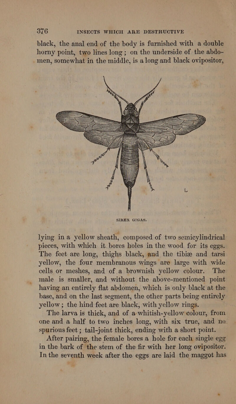 black, the anal end of the body is furnished with a double horny point, two lines long; on the underside of the abdo- -men, somewhat in the middle, is a long and black ovipositor, lying ina yellow sheath, composed of two semicylindrical pieces, with which it bores holes in the wood for its eggs. The feet are long, thighs black, and the tibie and tarsi yellow, the four membranous wings are large with wide cells or meshes, and of a brownish yellow colour. The male is smaller, and without the above-mentioned point having an entirely flat abdomen, which is only black at the base, and on the last segment, the other parts being entirely yellow ; the hind feet are black, with yellow rings. The larva is thick, and of a whitish-yellow colour, from one and a half to two inches long, with six true, and no spurious feet ; tail-joint thick, ending with a short point. After pairing, the female bores a hole for each single egg in the bark of the stem of the fir with her long ovipositor. In the seventh week after the eggs are laid the maggot has ~