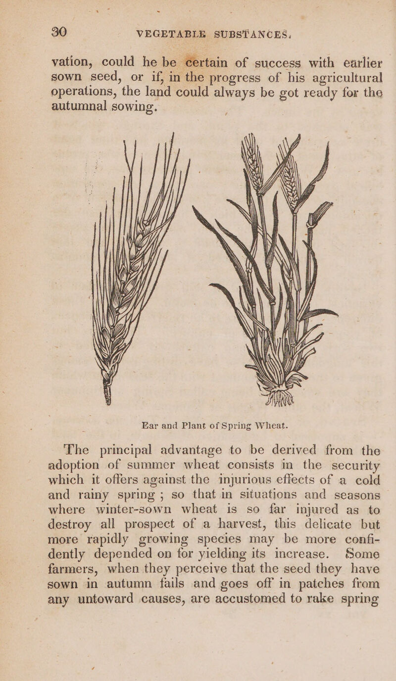 vation, could he be certain of success with earlier sown seed, or if, in the progress of his agricultural operations, the land could always be got ready for the autumnal sowing. \\\ y \e4 \ \e AV, wl “\ Cae Si Y Z y Yp \S 4h he SIN Ni 14 Vv Far and Plant of Spring Wheat. The principal advantage to be derived from the adoption of summer wheat consists m the security which it offers against the injurious effects of a cold and rainy spring ; so that in situations and seasons where winter-sown wheat is so far injured as to destroy all prospect of a harvest, this delicate but more rapidly growing species may be more confi- dently depended on for yielding its increase. Some farmers, when they perceive that the seed they have sown in autumn fails and goes off in patches from any untoward causes, are accustomed to rake spring