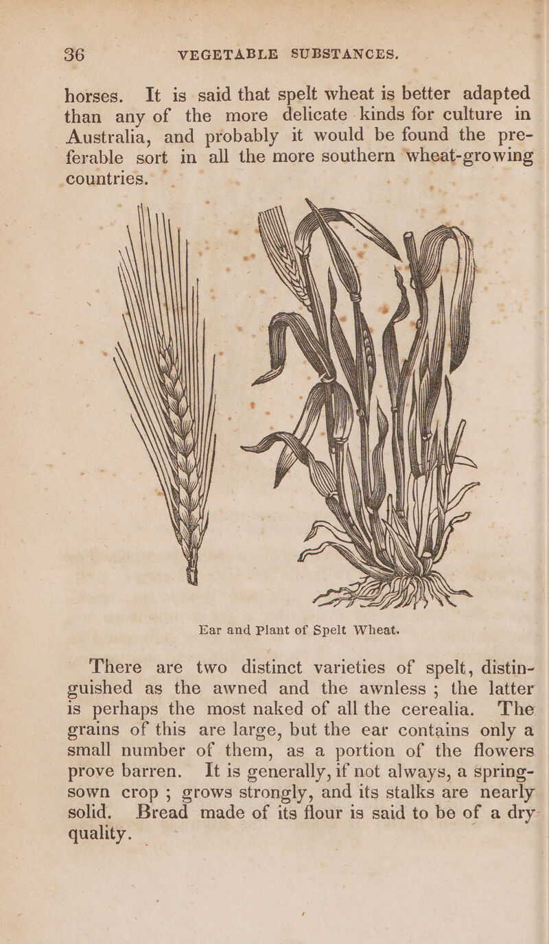 horses. It is said that spelt wheat is better adapted than any of the more delicate -kinds for culture in Australia, and probably it would be found the pre- ferable sort in all the more southern Wheat-growing countries. | a &amp; ——— fez Ear and Plant of Spelt Wheat. There are two distinct varieties of spelt, distin- guished as the awned and the awnless ; the latter is perhaps the most naked of all the cerealia. The grains of this are large, but the ear contains only a small number of them, as a portion of the flowers prove barren. It is generally, if not always, a spring- sown crop ; grows strongly, and its stalks are nearly solid. Bread made of its flour is said to be of a dry quality.