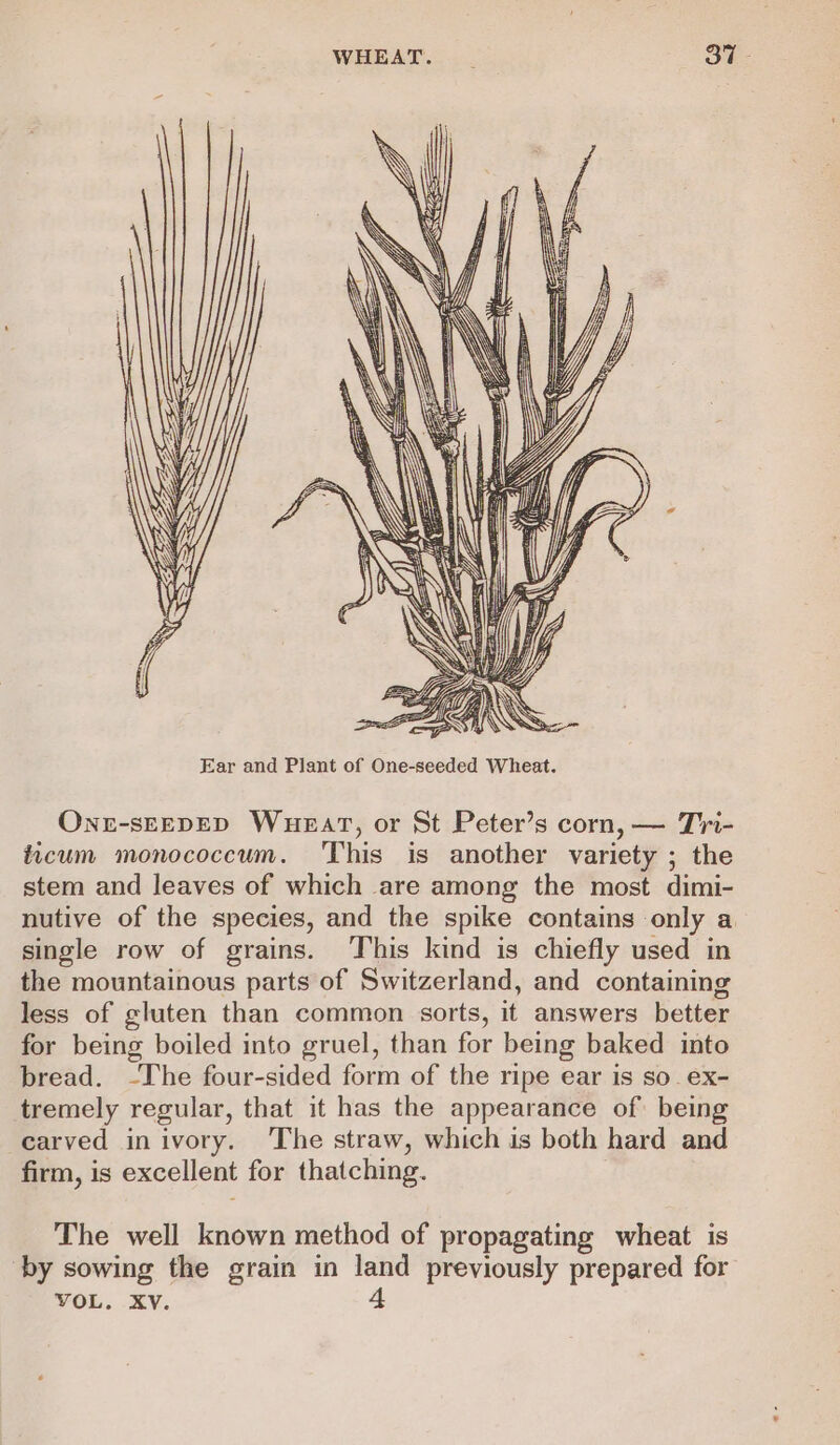 Onr-sEEDED Wueat, or St Peter’s corn, — Tri- iicum monococcum. ‘This is another variety ; the stem and leaves of which are among the most dimi- nutive of the species, and the spike contains only a single row of grains. This kind is chiefly used in the mountainous parts of Switzerland, and containing less of gluten than common sorts, it answers better for being boiled into gruel, than for being baked into bread. -The four-sided form of the ripe ear is so. ex- tremely regular, that it has the appearance of being carved in ivory. The straw, which is both hard and firm, is excellent for thatching. The well known method of propagating wheat is ‘by sowing the grain in land previously prepared for