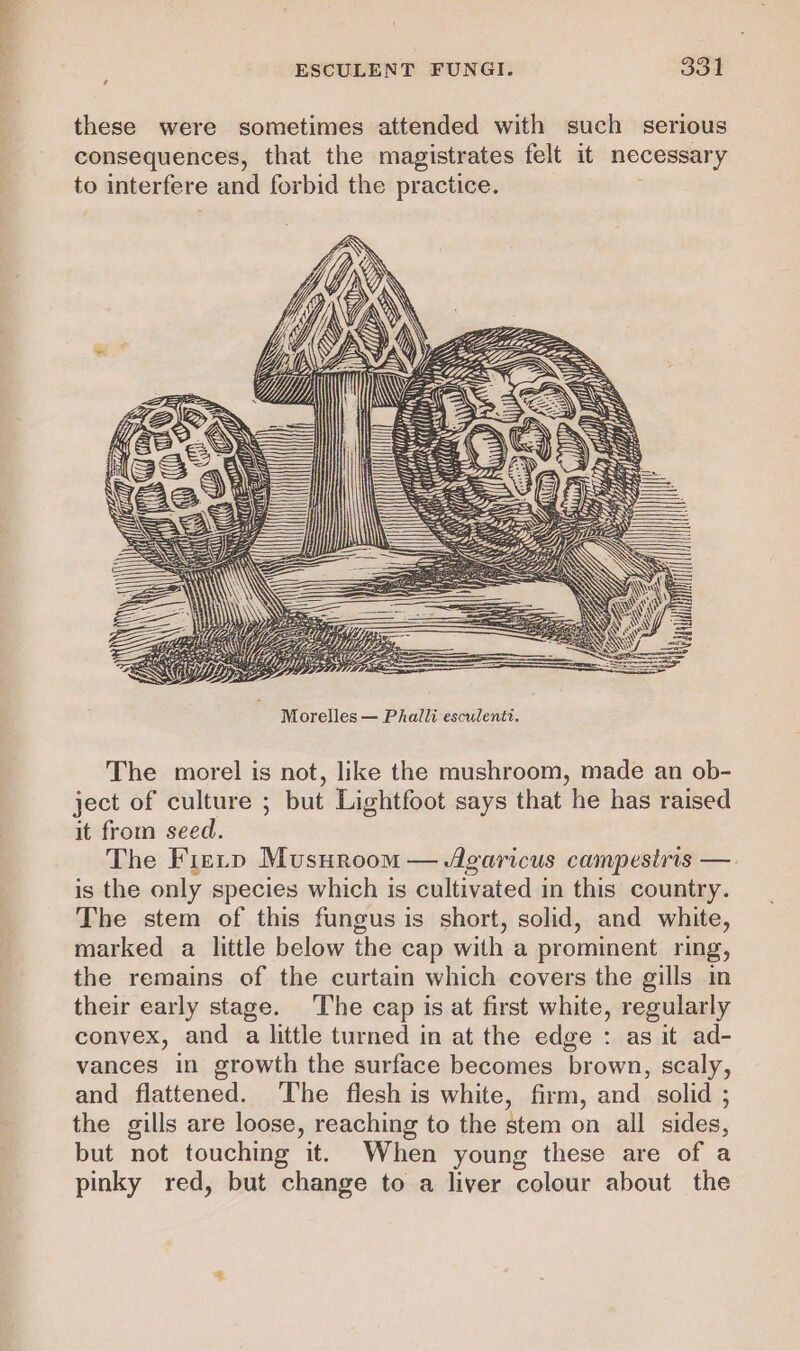 these were sometimes attended with such serious consequences, that the magistrates felt it necessary to interfere and forbid the practice. : The morel is not, like the mushroom, made an ob- ject of culture ; but Lightfoot says that he has raised it from seed. The Fierp Musnroom — Agaricus campestris — is the only species which is cultivated in this country. The stem of this fungus is short, solid, and white, marked a little below the cap with a prominent ring, the remains of the curtain which covers the gills in their early stage. The cap is at first white, regularly convex, and a little turned in at the edge : as it ad- vances in growth the surface becomes brown, scaly, and flattened. The flesh is white, firm, and solid ; the gills are loose, reaching to the stem on all sides, but not touching it. When young these are of a pinky red, but change to a liver colour about the