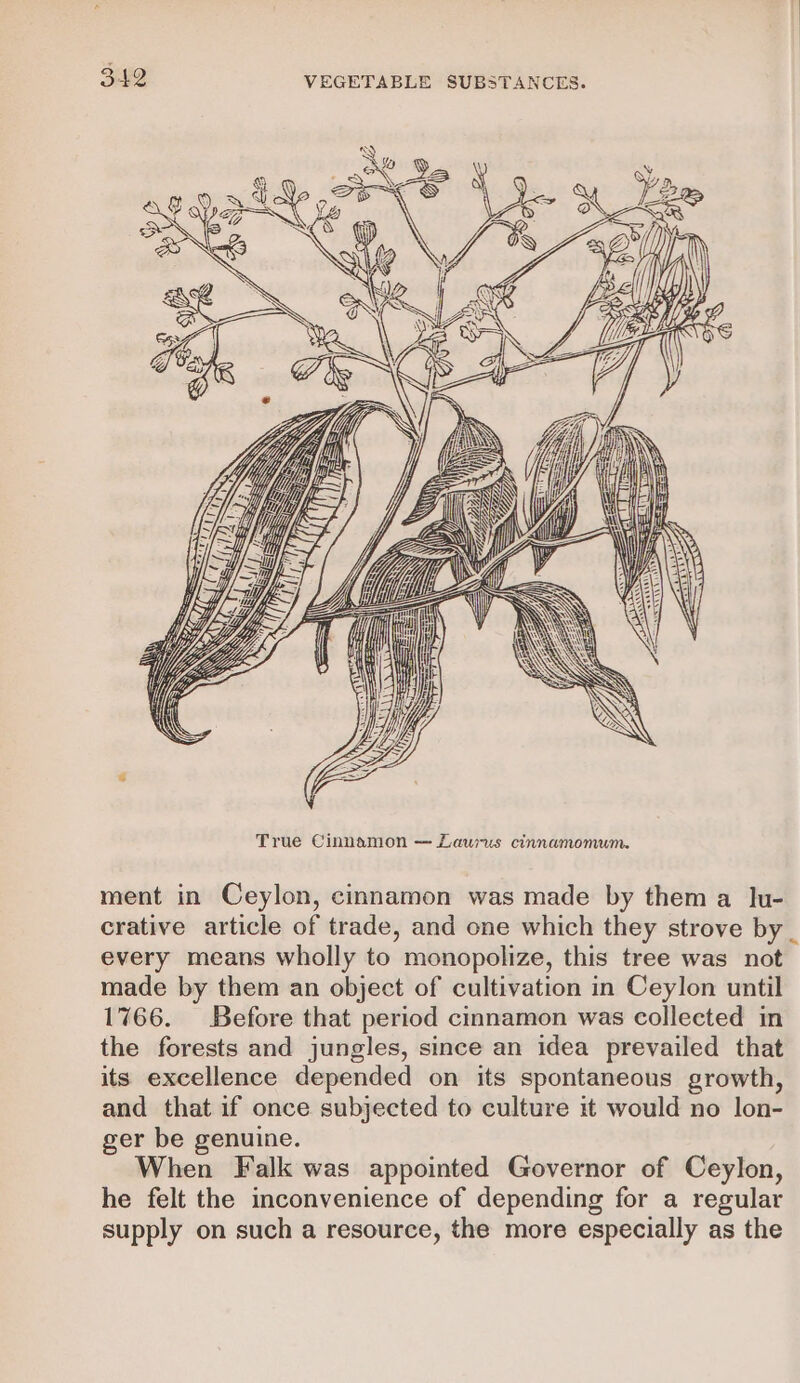 ment in Ceylon, cinnamon was made by them a lu- crative article of trade, and one which they strove by _ every means wholly to monopolize, this tree was not made by them an object of cultivation in Ceylon until 1766. Before that period cinnamon was collected in the forests and jungles, since an idea prevailed that its excellence depended on its spontaneous growth, and that if once subjected to culture it would no lon- ger be genuine. When Falk was appointed Governor of Ceylon, he felt the inconvenience of depending for a regular supply on such a resource, the more especially as the