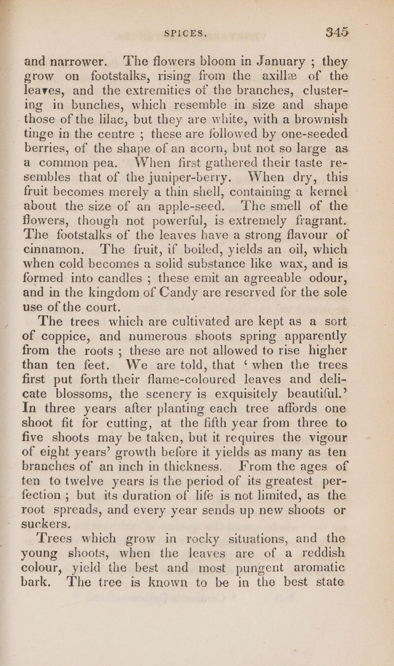 and narrower. ‘The flowers bloom in January ; they grow on footstalks, rising from the axille of the leaves, and the extremities of the branches, cluster- ing in bunches, which resemble in size and shape tinge in the centre ; these are followed by one-seeded berries, of the shape of an acorn, but not so large as a common pea. When first gathered their taste re- sembles that of the juniper-berry. When dry, this fruit becomes merely a thin shell, containing a kernel about the size of an apple-seed. ‘The smell of the flowers, though not powerful, is extremely fragrant. The footstalks of the leaves have a strong flavour of cinnamon. The fruit, if boiled, yields an oil, which when cold becomes a solid substance like wax, and is formed into candles ; these emit an agreeable odour, and in the kingdom of Candy are reserved for the sole use of the court. The trees which are cultivated are ae as a sort of coppice, and numerous shoots spring apparently from the roots ; these are not allowed to rise higher than ten feet. We are told, that ‘ when the trees first put forth their flame-coloured leaves and deli- cate blossoms, the scenery is exquisitely beautiful.’ In three years after planting each tree affords one shoot fit for cutting, at the fifth year from three to five shoots may be taken, but it requires the vigour of eight years’ growth before it yields as many as ten branches of an inch in thickness. From the ages of ten to twelve years is the period of its greatest per- fection ; but its duration of life is not limited, as the root spreads, and every year sends up new shoots or suckers. Trees which grow in rocky situations, and the young shoots, when the leaves are of a reddish colour, yield the best and most pungent aromatic bark, The tree is known to be in the best state