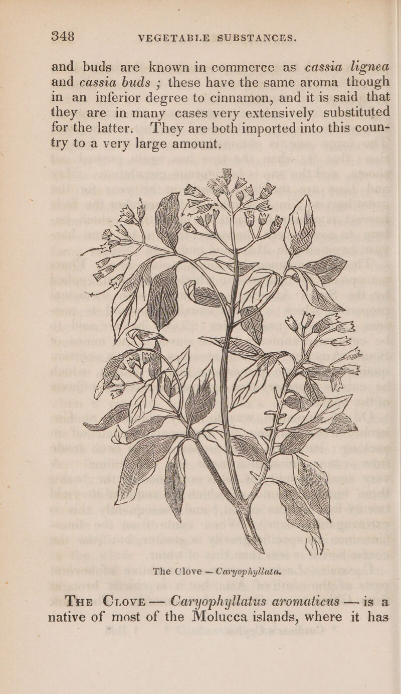 and buds are known in commerce as cassia lhgnea and cassia buds ; these have the same aroma though in an inferior degree to cinnamon, and it is said that they are in many cases very extensively substituted for the latter; They are both imported into this coun- try to a very large amount. YL La \ \\ NN aN \ . The Clove — Caryophyllata, Tue Crove — Caryophyllatus aromaticus — is a native of most of the Molucca islands, where it has