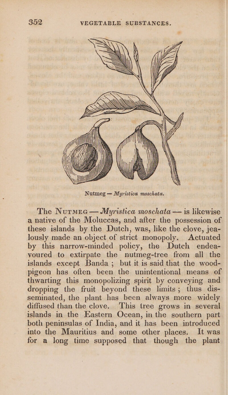 The Nurmec — Myristica moschata — is likewise a native of the Moluccas, and after the possession of these islands by the Dutch, was, like the clove, jea- lously made an object of strict monopoly. Actuated by this narrow-minded policy, the Dutch endea- voured to extirpate the nutmeg-tree from all the islands except Banda ; but it is said that the wood- pigeon has often been the unintentional means of thwarting this monopolizing spirit by conveying and dropping the fruit beyond these limits; thus dis- seminated, the plant has been always more widely diffused than the clove. This tree grows in several islands in the Eastern Ocean, in the southern part both peninsulas of India, and it has been introduced into the Mauritius and some other places. It was for a long time supposed that though the plant