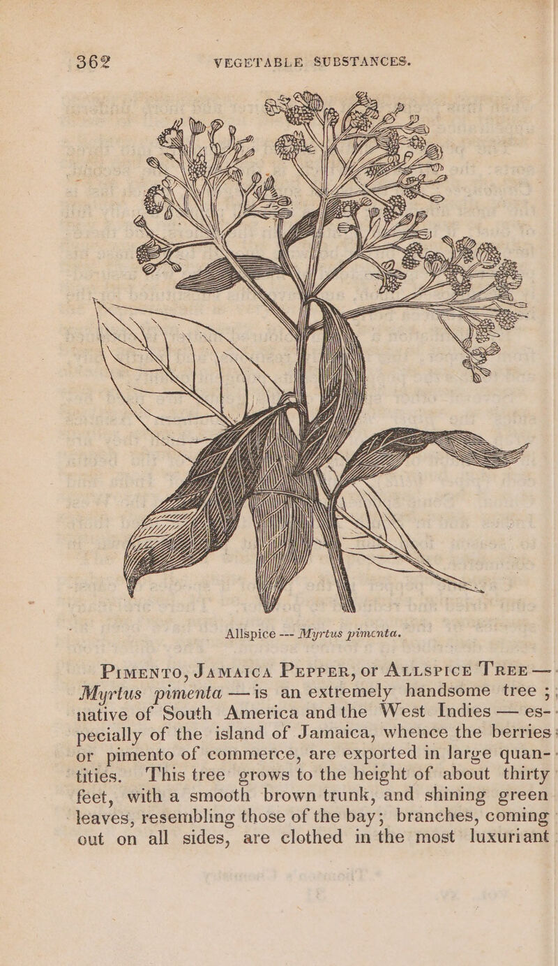 A, DP Fu IW Y EN Pimento, Jamaica Perper, or ALLsPice TREE— Myrtus pimenta —is an extremely handsome tree ;, native of South America andthe West. Indies — es-- pecially of the island of Jamaica, whence the berries: or pimento of commerce, are exported in large quan-. tities. This tree grows to the height of about thirty feet, with a smooth brown trunk, and shining green leaves, resembling those of the bay; branches, coming | out on all sides, are clothed inthe most luxuriant