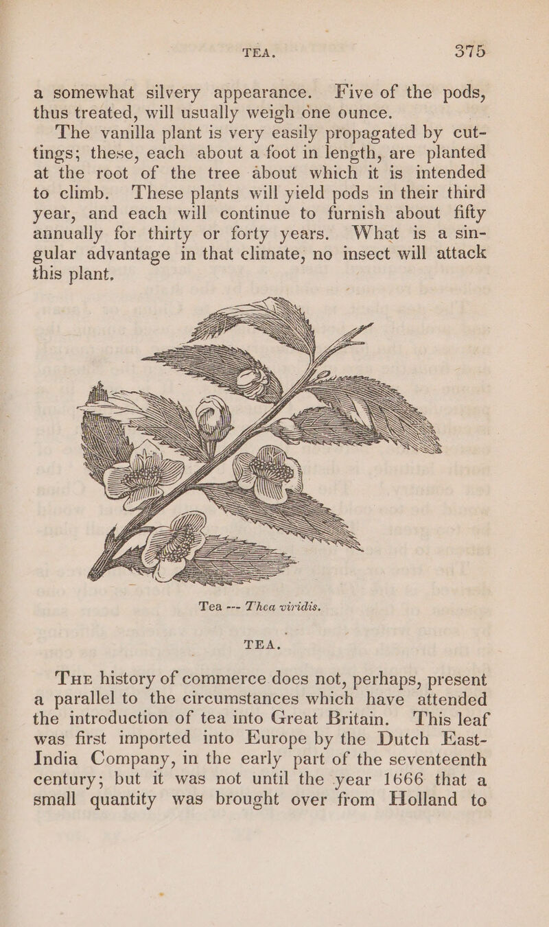 TEA. ; oto a somewhat silvery appearance. Jive of the pods, thus treated, will usually weigh one ounce. | The vanilla plant is very easily propagated by cut- tings; these, each about a foot in length, are planted at the root of the tree about which it is intended to climb. These plants will yield peds in their third year, and each will continue to furnish about fifty annually for thirty or forty years. What is a sin- gular advantage in that climate, no insect will attack this plant. LY re er : = 2 a WAY > > A SY ( la AY Sie ee) GE WEES 5 BSW YZ NG S Ss <S - x TEA. Tue history of commerce does not, perhaps, present a parallel to the circumstances which have attended the introduction of tea into Great Britain. This leaf was first imported into Europe by the Dutch East- India Company, in the early part of the seventeenth century; but it was not until the year 1666 that a small quantity was brought over from Holland to