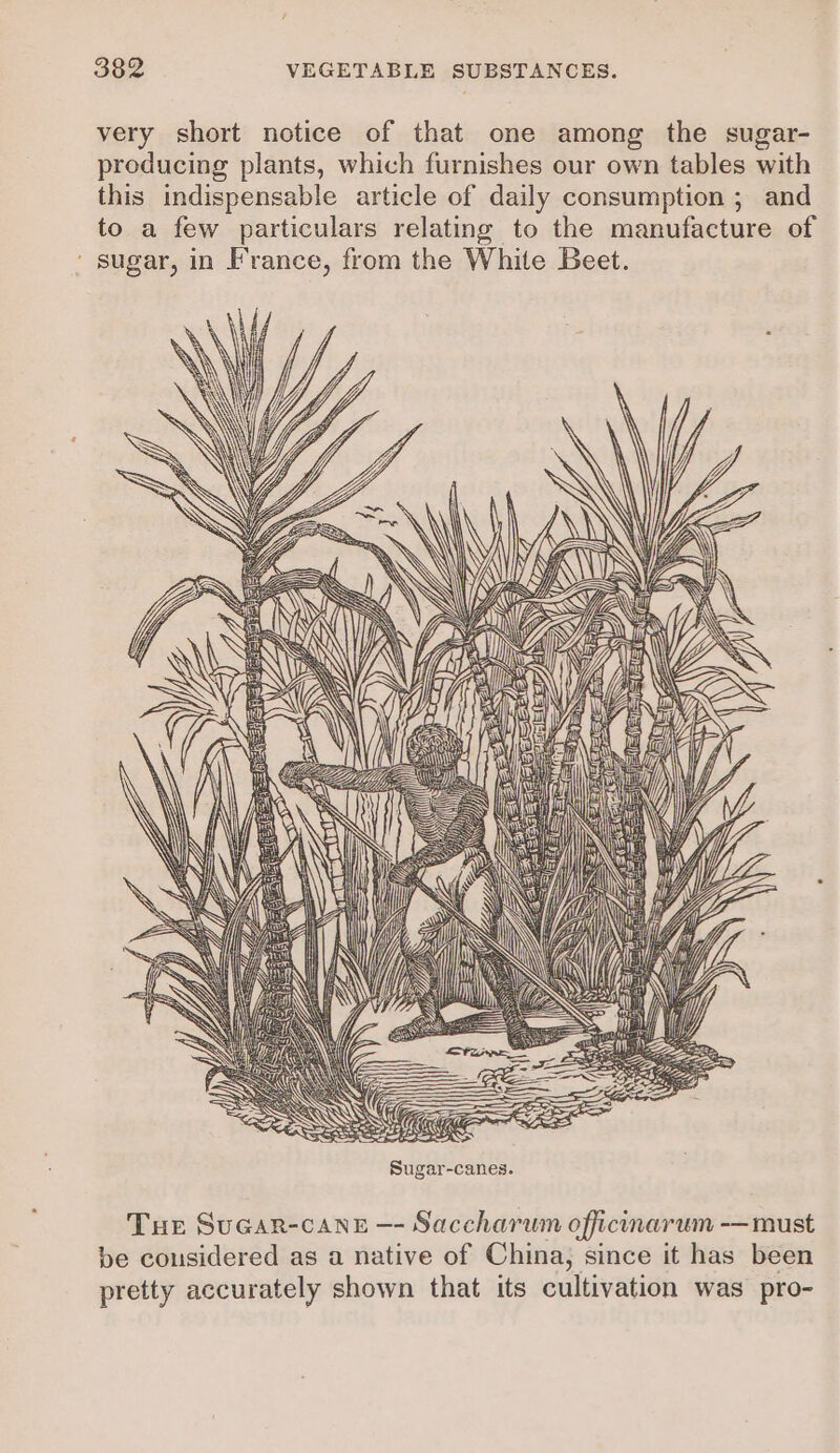 very short notice of that one among the sugar- producing plants, which furnishes our own tables with this indispensable article of daily consumption ; and to a few particulars relating to the manufacture of ' sugar, in France, from the White Beet. | ZNO SS = ———/ Sar) as Kee SS Ye EE aK SE Za By. <> ( Bmer: CG ee ~ = (a= —— i/ G ~— = cy —o c =) (EA 7 A K WORT GF SA SS SSS ; VS SSI Sugar-canes. Tue Suear-cane —- Saccharum officinarum -—must be cousidered as a native of China, since it has been pretty accurately shown that its cultivation was pro-