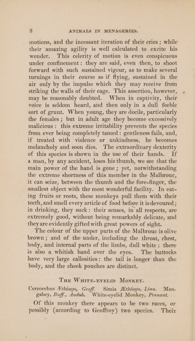 motions, and the incessant iteration of their cries ; while their amazing agility is well calculated to excite his wonder. This celerity of motion is even conspicuous under confinement: they are said, even then, to shoot forward with such sustained vigour, as to make several turnings in their course as if flying, sustained in the air only by the impulse which they may receive from striking the walls of their cage. This assertion, however, may be reasonably doubted. When in captivity, their voice is seldom heard, and then only in a dull feeble sort of grunt. When young, they are docile, particularly the females ; but in adult age they become excessively malicious: this extreme irritability prevents the species from ever being completely tamed : gentleness fails, and, if treated with violence or unkindness, he becomes melancholy and soon dies. The extraordinary dexterity of this species is shown in the use of their hands, If a man, by any accident, loses his thumb, we see that the main power of the hand is gone; yet, notwithstanding the extreme shortness of this member in the Malbrouc, it can seize, between the thumb and the fore-finger, the smallest object with the most wonderful facility. In eat- ing fruits or roots, these monkeys pull them with their teeth, and smell every article of food before it is devoured ; in drinking, they suck: their senses, in all respects, are extremely good, without being remarkably delicate, and they are evidently gifted with great powers of sight. The colour of the upper parts of the Malbrouc is olive brown ; and of the under, including the throat, chest, body, and internal parts of the limbs, dull white; there is also a whitish band over the eyes. The buttocks have very large callosities: the tail is longer than the body, and the cheek pouches are distinct. Tae Wairer-ryvevip Monkey. Cereocebus “thiops, Geoff. Simia Ethiops, Linn. Man- gabey, Buff., Audub. White-eyelid Monkey, Pennant.. Of this monkey there appears to be two races, or possibly (according to Geoffroy) two species. Their