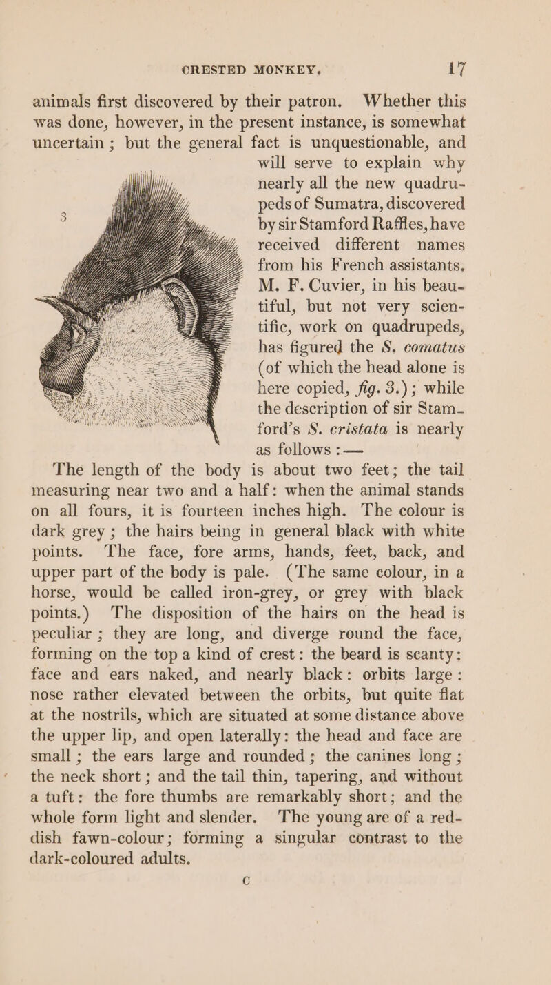 animals first discovered by their patron. Whether this was done, however, in the present instance, is somewhat uncertain ; but the general fact is unquestionable, and will serve to explain why nearly all the new quadru- peds of Sumatra, discovered by sir Stamford Raffles, have received different names from his French assistants, M. F. Cuvier, in his beau- tiful, but not very scien- tific, work on quadrupeds, has figured the 8. comatus (of which the head alone is here copied, fig. 3.); while the description of sir Stam- ford’s S. cristata is nearly as follows :— The length of the body is about two feet; the tail measuring near two and a half: when the animal stands on all fours, it is fourteen inches high. The colour is dark grey ; the hairs being in general black with white points. The face, fore arms, hands, feet, back, and upper part of the body is pale. (The same colour, in a horse, would be called iron-grey, or grey with black points.) The disposition of the hairs on the head is peculiar ; they are long, and diverge round the face, forming on the top a kind of crest: the beard is scanty: face and ears naked, and nearly black: orbits large : nose rather elevated between the orbits, but quite flat at the nostrils, which are situated at some distance above the upper lip, and open laterally: the head and face are small ; the ears large and rounded ; the canines long ; the neck short ; and the tail thin, tapering, and without a tuft: the fore thumbs are remarkably short; and the whole form light and slender. ‘The young are of a red- dish fawn-colour; forming a singular contrast to the dark-coloured adults.