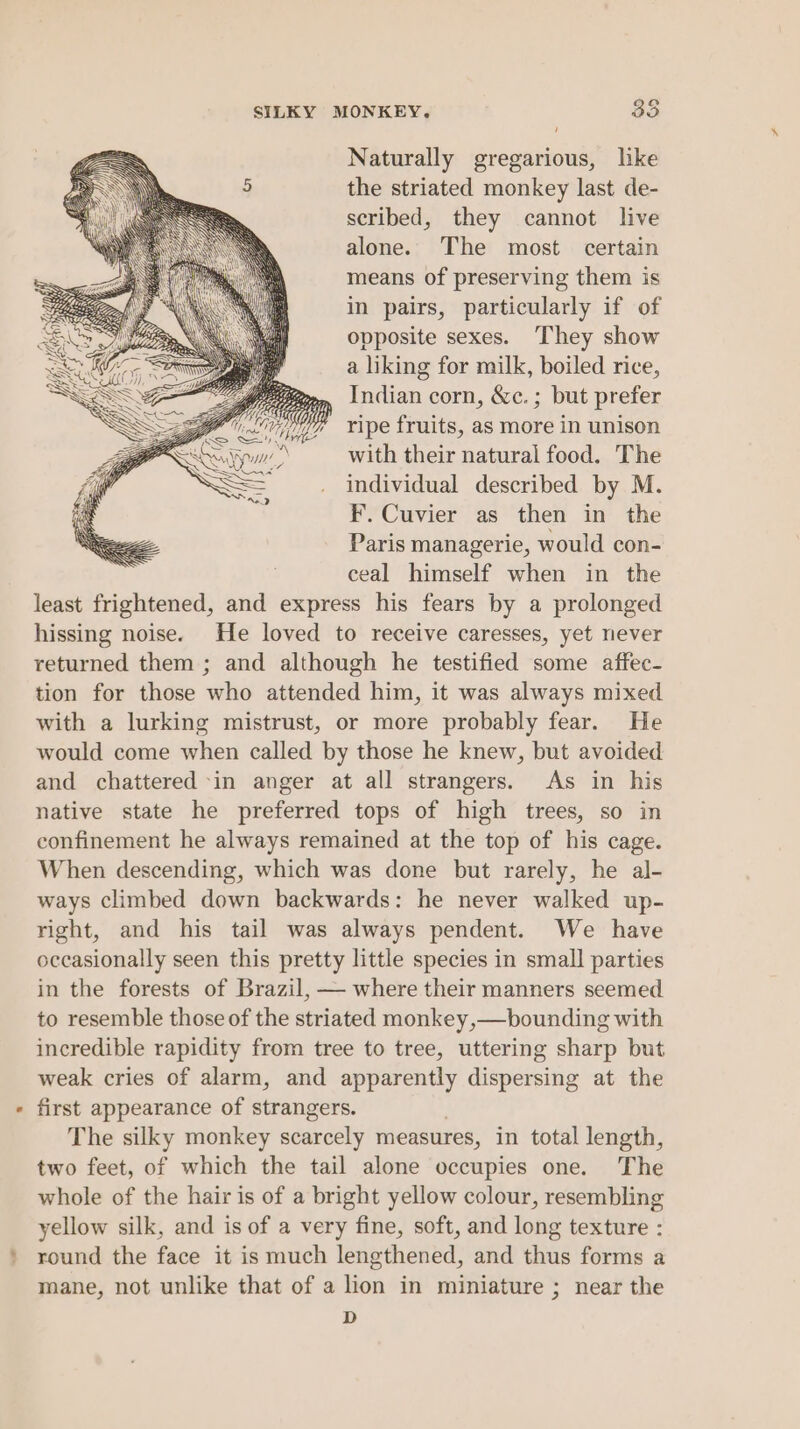 SILKY MONKEY. 35 / Naturally gregarious, like the striated monkey last de- scribed, they cannot live alone. The most certain means of preserving them is in pairs, particularly if of opposite sexes. They show a liking for milk, boiled rice, Indian corn, &amp;c.; but prefer ripe fruits, as more in unison with their natural food. The individual described by M. F. Cuvier as then in the Paris managerie, would con- ceal himself when in the least frightened, and express his fears by a prolonged hissing noise. He loved to receive caresses, yet never returned them ; and although he testified some affec- tion for those who attended him, it was always mixed with a lurking mistrust, or more probably fear. He would come when called by those he knew, but avoided and chattered in anger at all strangers. As in his native state he preferred tops of high trees, so in confinement he always remained at the top of his cage. When descending, which was done but rarely, he al- ways climbed down backwards: he never walked up- right, and his tail was always pendent. We have occasionally seen this pretty little species in small parties in the forests of Brazil, — where their manners seemed to resemble those of the striated monkey ,—bounding with incredible rapidity from tree to tree, uttering sharp but weak cries of alarm, and reac dispersing at the first appearance of strangers. The silky monkey scarcely measures, in total length, two feet, of which the tail alone occupies one. The whole of the hair is of a bright yellow colour, resembling yellow silk, and is of a very fine, soft, and long texture : round the face it is much lengthened, and thus forms a mane, not unlike that of a lion in miniature ; near the D