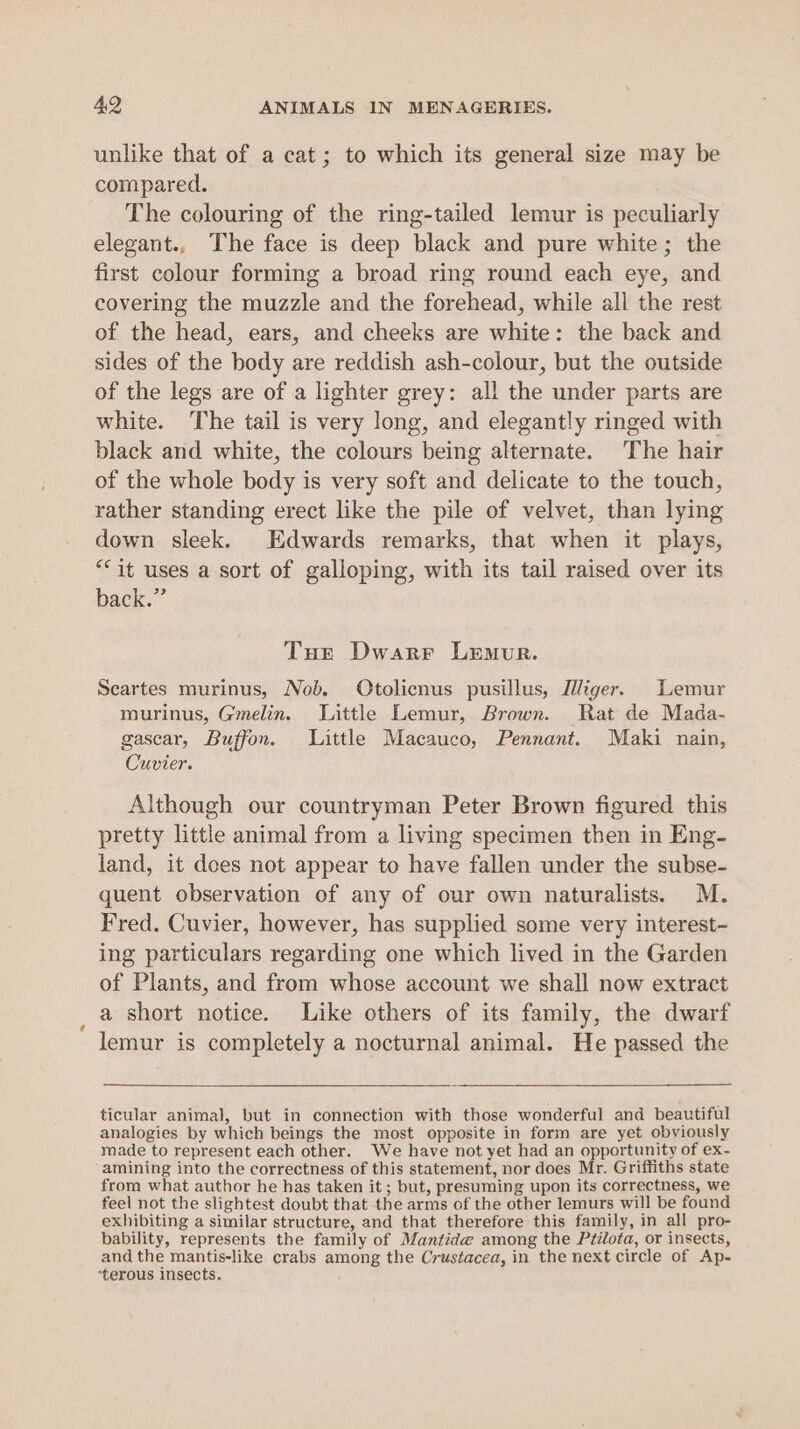 unlike that of a cat; to which its general size may be compared. The colouring of the ring-tailed lemur is peculiarly elegant., The face is deep black and pure white; the first colour forming a broad ring round each eye, and covering the muzzle and the forehead, while all the rest of the head, ears, and cheeks are white: the back and sides of the body are reddish ash-colour, but the outside of the legs are of a lighter grey: all the under parts are white. The tail is very long, and elegantly ringed with black and white, the colours being alternate. The hair of the whole body is very soft and delicate to the touch, rather standing erect like the pile of velvet, than lying down sleek. Edwards remarks, that when it plays, “it uses a sort of galloping, with its tail raised over its back.” Tue Dwarr Lemur. Scartes murinus, Nob. Otolicnus pusillus, Jlliger. Lemur murinus, Gmelin. Little Lemur, Brown. Rat de Mada- gascar, Buffon. Little Macauco, Pennant. Maki nain, Cuvier. Although our countryman Peter Brown figured this pretty little animal from a living specimen then in Eng- land, it dees not appear to have fallen under the subse- quent observation of any of our own naturalists. M. Fred. Cuvier, however, has supplied some very interest- ing particulars regarding one which lived in the Garden of Plants, and from whose account we shall now extract a short notice. Like others of its family, the dwarf lemur is completely a nocturnal animal. He passed the ticular animal, but in connection with those wonderful and beautiful analogies by which beings the most opposite in form are yet obviously made to represent each other. We have not yet had an opportunity of ex- amining into the correctness of this statement, nor does Mr. Griffiths state from what author he has taken it ; but, presuming upon its correctness, we feel not the slightest doubt that the arms of the other lemurs will be found exhibiting a similar structure, and that therefore this family, in all pro- bability, represents the family of Mantid@e among the Ptilota, or insects, and the mantis-like crabs among the Crustacea, in the next circle of Ap- ‘terous insects.