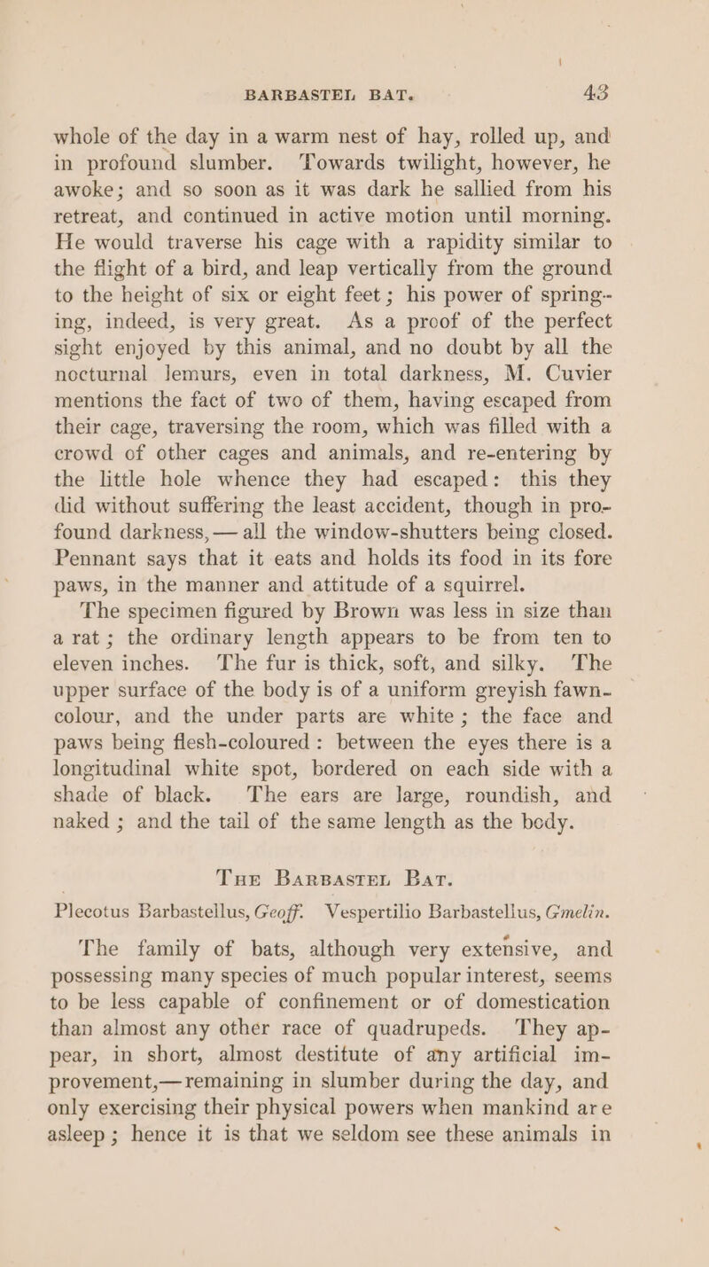 whole of the day in a warm nest of hay, rolled up, and in profound slumber. ‘Towards twilight, however, he awoke; and so soon as it was dark he sallied from his retreat, and continued in active motion until morning. He would traverse his cage with a rapidity similar to the flight of a bird, and leap vertically from the ground to the height of six or eight feet ; his power of spring-- ing, indeed, is very great. As a proof of the perfect sight enjoyed by this animal, and no doubt by all the nocturnal Jemurs, even in total darkness, M. Cuvier mentions the fact of two of them, having escaped from their cage, traversing the room, which was filled with a crowd of other cages and animals, and re-entering by the little hole whence they had escaped: this they did without suffering the least accident, though in pro- found darkness, — all the window-shutters being closed. Pennant says that it eats and holds its food in its fore paws, in the manner and attitude of a squirrel. The specimen figured by Brown was less in size than arat; the ordinary length appears to be from ten to eleven inches. The fur is thick, soft, and silky. The upper surface of the body is of a uniform greyish fawn- colour, and the under parts are white; the face and paws being flesh-coloured : between the eyes there is a longitudinal white spot, bordered on each side with a shade of black. The ears are large, roundish, and naked ; and the tail of the same length as the body. Tse Barsasten Bar. Plecotus Barbastellus, Geoff. Vespertilio Barbastellus, Gmelin. The family of bats, although very extensive, and possessing many species of much popular interest, seems to be less capable of confinement or of domestication than almost any other race of quadrupeds. They ap- pear, in short, almost destitute of any artificial im- provement,—remaining in slumber during the day, and only exercising their physical powers when mankind are asleep ; hence it is that we seldom see these animals in