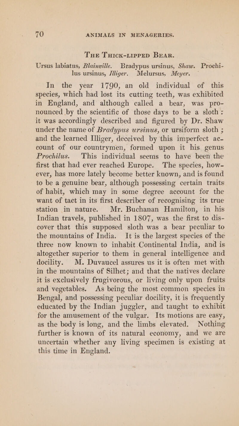 Tue TuHick-LipPED BEAR. Ursus labiatus, Blainville. Bradypus ursinus, Shaw. Prochi- lus ursinus, /iliger. Melursus, Meyer. In the year 1790, an old individual of this species, which had lost its cutting teeth, was exhibited in England, and although called a bear, was pro- nounced by the scientific of those days to be a sloth: it was accordingly described and figured by Dr. Shaw under the name of Bradypus ursinus, or ursiform sloth ; and the learned Illiger, deceived by this imperfect ac- count of our countrymen, formed upon it his genus Prochilus. This individual seems to have been the first that had ever reached Europe. The species, how- ever, has more lately become better known, and is found to be a genuine bear, although possessing certain traits of habit, which may in some degree account for the want of tact in its first describer of recognising its true station in nature. Mr. Buchanan Hamilton, in his Indian travels, published in 1807, was the first to dis- cover that this supposed sloth was a bear peculiar to the mountains of India. It is the largest species of the three now known to inhabit.Continental India, and is altogether superior to them in general intelligence and docility. M. Duvaucel assures us it is often met with in the mountains of Silhet; and that the natives declare it is exclusively frugivorous, or living only upon fruits and vegetables. As being the most common species in Bengal, and possessing peculiar docility, it is frequently educated by the Indian juggler, and taught to exhibit for the amusement of the vulgar. Its motions are easy, as the body is long, and the limbs elevated. Nothing further is known of its natural economy, and we are uncertain whether any living specimen is existing at this time in England.