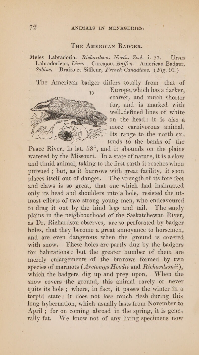 Tue AmEeRIcAN BADGER. Meles Labradoria, Richardson. North. Zool. i. 37. Ursus Labradoricus, Linn. Carcajou, Buffon. American Badger, Sabine. Brairo et Siffleur, French Canadians. (Fig. 10. ) The American badger differs totally from that of Europe, which has a darker, coarser, and much shorter fur, and is marked with well-defined lines of white SS on the head: it is also a more carnivorous animal, Its range to the north ex- tends to the banks of the Peace River, in lat. 58°, and it abounds on the plains watered by the Missouri. Ina state of nature, it is a slow and timid animal, taking to the first earth it reaches when pursued ; but, as it burrows with great facility, it soon places itself out of danger. The strength of its fore feet and claws is so great, that one which had insinuated only its head and shoulders into a hole, resisted the ut- most efforts of two strong young men, who endeavoured to drag it out by the hind legs and tail. The sandy plains in the neighbourhood of the Saskatchewan River, as Dr. Richardson observes, are so perforated by badger holes, that they become a great annoyance to horsemen, and are even dangerous when the ground is covered with snow. These holes are partly dug by the badgers for habitations ; but the greater number of them are merely enlargements of the burrows formed by two species of marmots (Arctomys Hoodii and Richardsonii), which the badgers dig up and prey upon, When the snow covers the ground, this animal rarely or never quits its hole ; where, in fact, it passes the winter in a torpid state: it does not lose much flesh during this long hybernation, which usually lasts from November to April ; for on coming abroad in the spring, it is gene. rally fat. We know not of any living specimens now