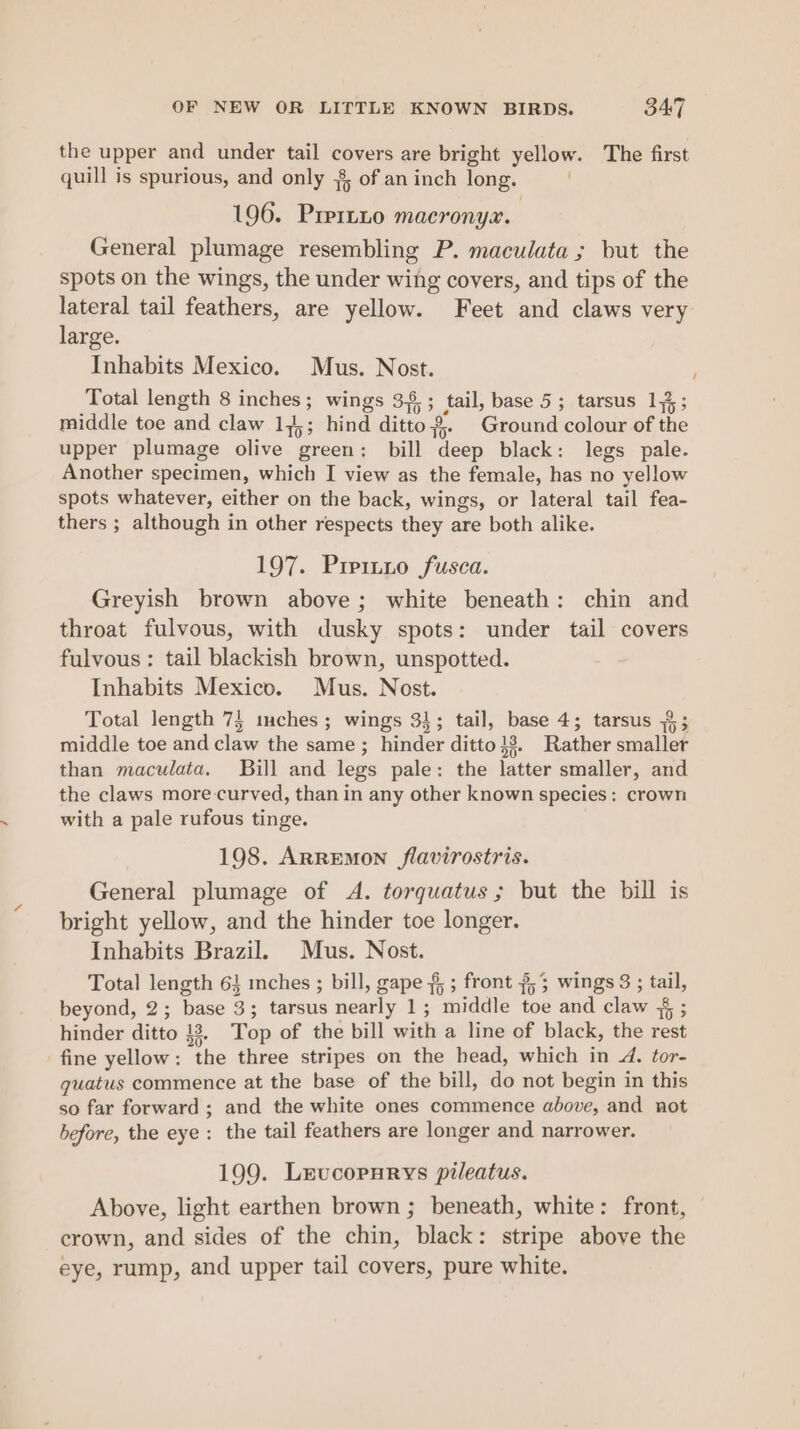 the upper and under tail covers are bright yellow. The first quill is spurious, and only .8, of an inch long. 196. Pre1ni0 maecronyx. General plumage resembling P. maculata ; but the spots on the wings, the under wing covers, and tips of the lateral tail feathers, are yellow. Feet and claws very large. Inhabits Mexico. Mus. Nost. Total length 8 inches; wings 35 ; tail, base 5; tarsus 1,3; middle toe and claw 175; hind ditto. Ground colour of the upper plumage olive green: bill deep black: legs pale. Another specimen, which I view as the female, has no yellow spots whatever, either on the back, wings, or lateral tail fea- thers ; although in other respects they are both alike. 197. Pip1nio fusca. Greyish brown above; white beneath: chin and throat fulvous, with dusky spots: under tail covers fulvous : tail blackish brown, unspotted. Inhabits Mexico. Mus. Nost. Total length 7} ches; wings 3}; tail, base 4; tarsus $3 middle toe and claw the same ; hinder ditto }3. Rather smaller than maculata. Bill and legs pale: the latter smaller, and the claws more curved, than in any other known species: crown with a pale rufous tinge. / 198. Arremon flavirostris. General plumage of A. torquatus; but the bill is bright yellow, and the hinder toe longer. Inhabits Brazil. Mus. Nost. Total length 6 inches ; bill, gape 3, ; front 3,3 wings 3 ; tail, beyond, 2; base 3; tarsus nearly 1; middle toe and claw % ; hinder ditto 13. Top of the bill with a line of black, the rest fine yellow: the three stripes on the head, which in 4. tor- quatus commence at the base of the bill, do not begin in this so far forward ; and the white ones commence above, and not before, the eye: the tail feathers are longer and narrower. 199. Leucopurys pileatus. Above, light earthen brown ; beneath, white: front, crown, and sides of the chin, black: stripe above the eye, rump, and upper tail covers, pure white.