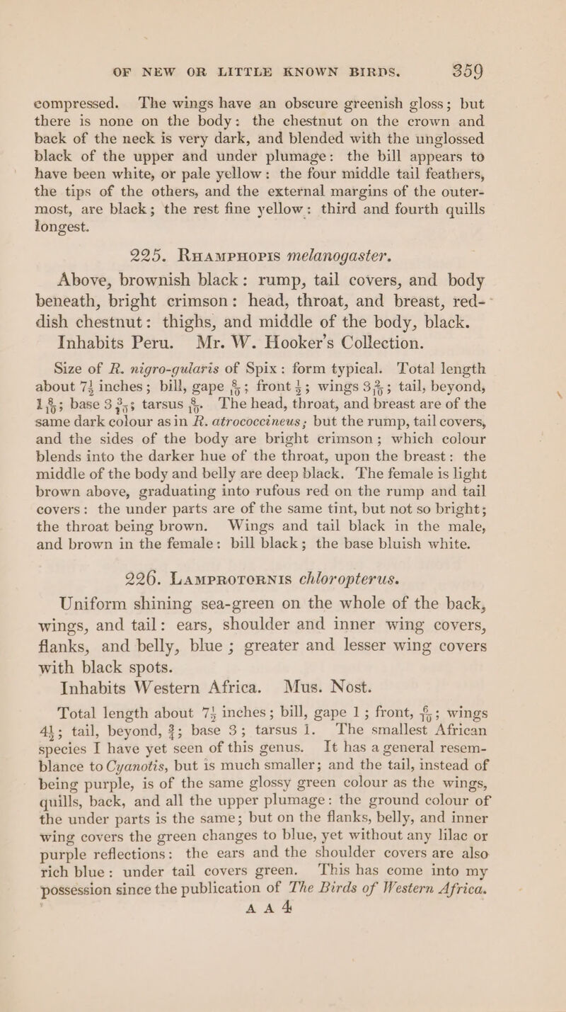 eompressed. The wings have an obscure greenish gloss; but there is none on the body: the chestnut on the crown and back of the neck is very dark, and blended with the unglossed black of the upper and under plumage: the bill appears to have been white, or pale yellow: the four middle tail feathers, the tips of the others, and the external margins of the outer- most, are black; the rest fine yellow: third and fourth quills longest. 225. Ruampnoris melanogaster. Above, brownish black: rump, tail covers, and body beneath, bright crimson: head, throat, and breast, red-~ dish chestnut: thighs, and middle of the body, black. Inhabits Peru. Mr. W. Hooker’s Collection. Size of R. nigro-gularis of Spix: form typical. Total length about 73 inches; bill, gape §&amp;; front}; wings 33; tail, beyond, 1,8; base 3 353 tarsus {. The head, throat, and breast are of the same dark colour asin R. atrococcineus; but the rump, tail covers, and the sides of the body are bright crimson; which colour blends into the darker hue of the throat, upon the breast: the middle of the body and belly are deep black. The female is light brown above, graduating into rufous red on the rump and tail covers: the under parts are of the same tint, but not so bright; the throat being brown. Wings and tail black in the male, and brown in the female: bill black; the base bluish white. 226. Lamprotornis chloropterus. Uniform shining sea-green on the whole of the back, wings, and tail: ears, shoulder and inner wing covers, flanks, and belly, blue ; greater and lesser wing covers with black spots. Inhabits Western Africa. Mus. Nost. Total length about 7} inches; bill, gape 1; front, ~; wings 41; tail, beyond, 3; base 3; tarsus i. The smallest African species I have yet seen of this genus. It has a general resem- blance to Cyanotis, but is much smaller; and the tail, instead of being purple, is of the same glossy green colour as the wings, quills, back, and all the upper plumage: the ground colour of the under parts is the same; but on the flanks, belly, and inner wing covers the green changes to blue, yet without any lilac or purple reflections: the ears and the shoulder covers are also rich blue: under tail covers green. This has come into my possession since the publication of The Birds of Western Africa. AA4