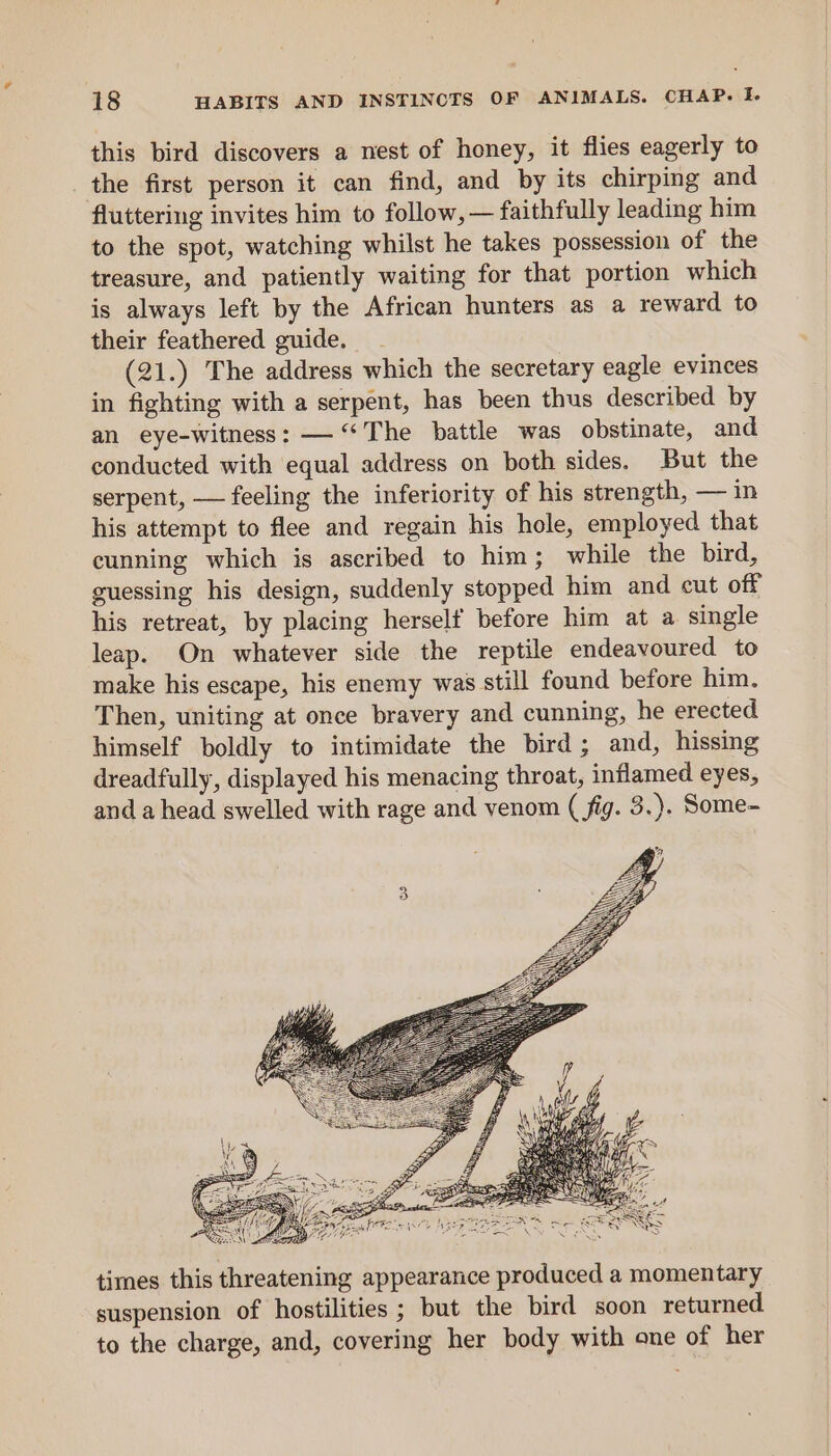 this bird discovers a nest of honey, it flies eagerly to the first person it can find, and by its chirping and fluttering invites him to follow, — faithfully leading him to the spot, watching whilst he takes possession of the treasure, and patiently waiting for that portion which is always left by the African hunters as a reward to their feathered guide. (21.) The address which the secretary eagle evinces in fighting with a serpent, has been thus described by an eye-witness: — “The battle was obstinate, and conducted with equal address on both sides. But the serpent, — feeling the inferiority of his strength, — in his attempt to flee and regain his hole, employed that cunning which is ascribed to him; while the bird, guessing his design, suddenly stopped him and cut off his retreat, by placing herself before him at a single leap. On whatever side the reptile endeavoured to make his escape, his enemy was still found before him. Then, uniting at once bravery and cunning, he erected himself boldly to intimidate the bird; and, hissing dreadfully, displayed his menacing throat, inflamed eyes, and a head swelled with rage and venom ( fig. 3.). Some- times this threatening appearance produced a momentary suspension of hostilities ; but the bird soon returned to the charge, and, covering her body with one of her