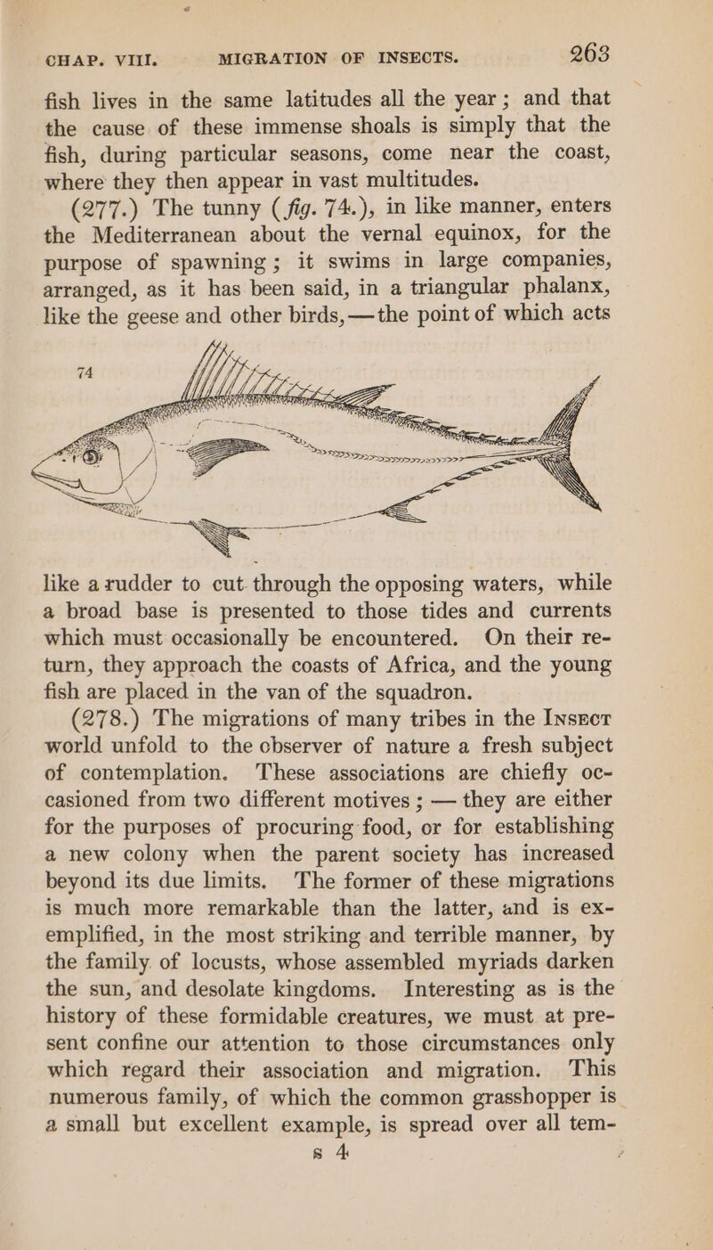 fish lives in the same latitudes all the year ; and that the cause of these immense shoals is simply that the fish, during particular seasons, come near the coast, where they then appear in vast multitudes. (277.) The tunny (fig. 74.), in like manner, enters the Mediterranean about the vernal equinox, for the purpose of spawning; it swims in large companies, arranged, as it has been said, in a triangular phalanx, like the geese and other birds, —the point of which acts like a rudder to cut. through the opposing waters, while a broad base is presented to those tides and currents which must occasionally be encountered. On their re- turn, they approach the coasts of Africa, and the young fish are placed in the van of the squadron. (278.) The migrations of many tribes in the Insror world unfold to the observer of nature a fresh subject of contemplation. These associations are chiefly oc- casioned from two different motives ; — they are either for the purposes of procuring food, or for establishing a new colony when the parent society has increased beyond its due limits. The former of these migrations is much more remarkable than the latter, and is ex- emplified, in the most striking and terrible manner, by the family. of locusts, whose assembled myriads darken the sun, and desolate kingdoms. Interesting as is the history of these formidable creatures, we must at pre- sent confine our attention to those circumstances only which regard their association and migration. This numerous family, of which the common grasshopper is_ a small but excellent example, is spread over all tem- s 4