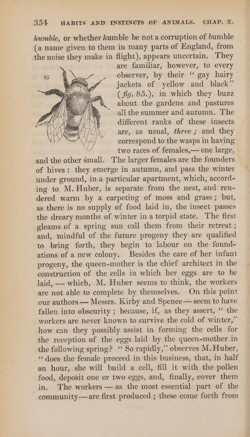 humble, or whether humble be not a corruption of bumble (a name given to them in many parts of England, from the noise they make in flight), appears uncertain. They i are familiar, however, to every observer, by their “ gay hairy jackets of yellow and black” ( fig. 85.), in which they buzz about the gardens and pastures all the summer and autumn. The different ranks of these insects are, as usual, three; and they correspond to the wasps in having two races of females,— one large, and the other small. The larger females are the founders of hives: they emerge in autumn, and pass the winter under ground, in a particular apartment, which, accord~ ing to M. Huber, is separate from the nest, and ren- dered warm by a carpeting of moss and grass; but, as there is no supply of food laid in, the insect passes the dreary months of winter in a torpid state. The first gleams of a spring sun call them from their retreat ; and, mindful of the future progeny they are qualified to bring forth, they begin to labour on the found- ations of a new colony. Besides the care of her infant progeny, the queen-mother is the chief architect in the construction of the cells in which her eggs are to be laid, —- which, M. Huber seems to think, the workers are not able to complete by themselves. On this point our authors — Messrs. Kirby and Spence — seem to have fallen inte obscurity ; because, if, as they assert, “ the workers are never known to survive the cold of winter,” how can they possibly assist in forming the cells for the reception of the eggs laid by the queen-mother in the following spring? ‘So rapidly,” observes M. Huber, ‘does the female proceed in this business, that, in half an hour, she will build a cell, fill it with the pollen food, deposit one or two eggs, and, finally, cover them in. The workers —as the most essential part of the community— are first produced ; these come forth from