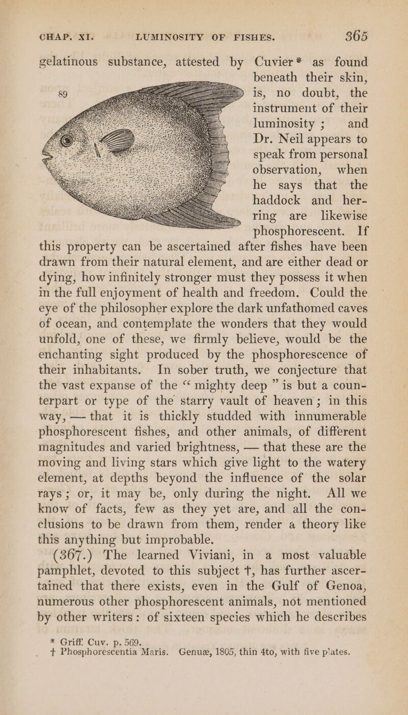 gelatinous substance, attested by Cuvier* as found beneath their skin, is, no doubt, the instrument of their luminosity ; and Dr. Neil appears to speak from personal observation, when he says that the haddock and_her- ring are likewise phosphorescent. If this property can be ascertained after fishes have been drawn from their natural element, and are either dead or dying, how infinitely stronger must they possess it when in the full enjoyment of health and freedom. Could the eye of the philosopher explore the dark unfathomed caves of ocean, and contemplate the wonders that they would unfold, one of these, we firmly believe, would be the enchanting sight produced by the phosphorescence of their inhabitants. In sober truth, we conjecture that the vast expanse of the “ mighty deep ” is but a coun- terpart or type of the starry vault of heaven; in this way, — that it is thickly studded with innumerable phosphorescent fishes, and other animals, of different magnitudes and varied brightness, — that these are the moving and living stars which give light to the watery element, at depths beyond the influence of the solar rays ; or, it may be, only during the night. All we know of facts, few as they yet are, and all the con- clusions to be drawn from them, render a theory like this anything but improbable. (367.) The learned Viviani, in a most valuable pamphlet, devoted to this subject t, has further ascer- tained that there exists, even in the Gulf of Genoa, numerous other phosphorescent animals, not mentioned by other writers: of sixteen species which he describes * Griff. Cuv. p. 569. + Phosphorescentia Maris. Genue, 1805, thin 4to, with five piates.