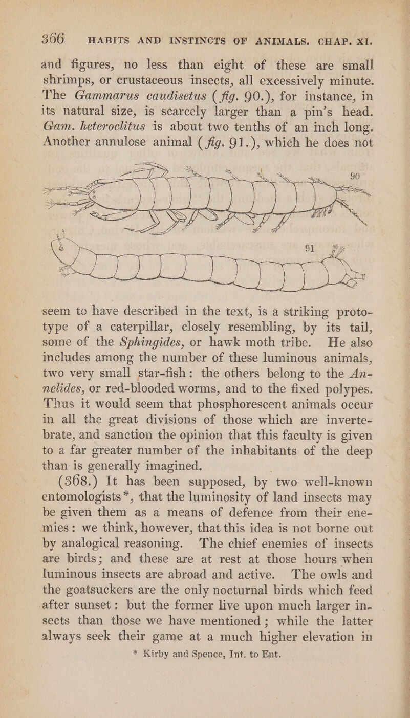 and figures, no less than eight of these are small shrimps, or crustaceous insects, all excessively minute. The Gammarus caudisetus (fig. 90.), for instance, in its natural size, is scarcely larger than a pin’s head. Gam. heteroclitus is about two tenths of an inch long. Another annulose animal (fig. 91.), which he does not seem to have described in the text, is a striking proto- type of a caterpillar, closely resembling, by its tail, some of the Sphingides, or hawk moth tribe. He also includes among the number of these luminous animals, two very small star-fish: the others belong to the An- nelides, or red-blooded worms, and to the fixed polypes. Thus it would seem that phosphorescent animals occur in all the great divisions of those which are inverte- brate, and sanction the opinion that this faculty is given to a far greater number of the inhabitants of the deep than is generally imagined. (368.) It has been supposed, by two well-known entomologists *, that the luminosity of land insects may be given them as a means of defence from their ene- mies: we think, however, that this idea is not borne out by analogical reasoning. The chief enemies of insects are birds; and these are at rest at those hours when luminous insects are abroad and active. The owls and the goatsuckers are the only nocturnal birds which feed -after sunset: but the former live upon much larger in- sects than those we have mentioned; while the latter always seek their game at a much higher elevation in * Kirby and Spence, Int. to Ent.