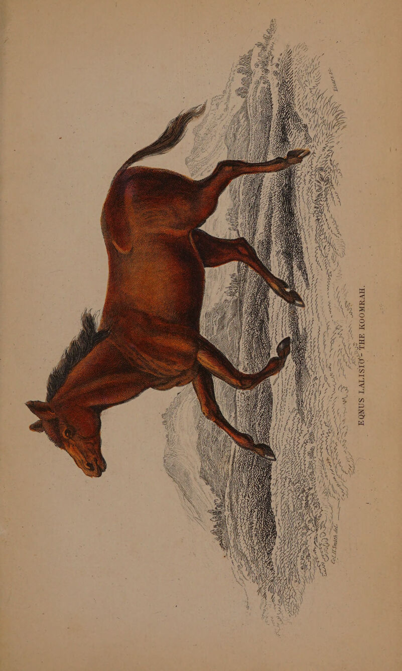 “HVYANOOM FHL —OLSTTV'T SONO A ~~» ea TT Aaya, JEP \ = UV EMAS SRNR RE CERS _-- mae i [ESOS WWE ~ S TAN