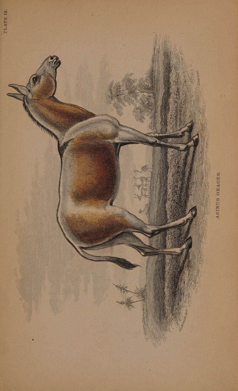 PLATE I8. ASINUS ONAGER