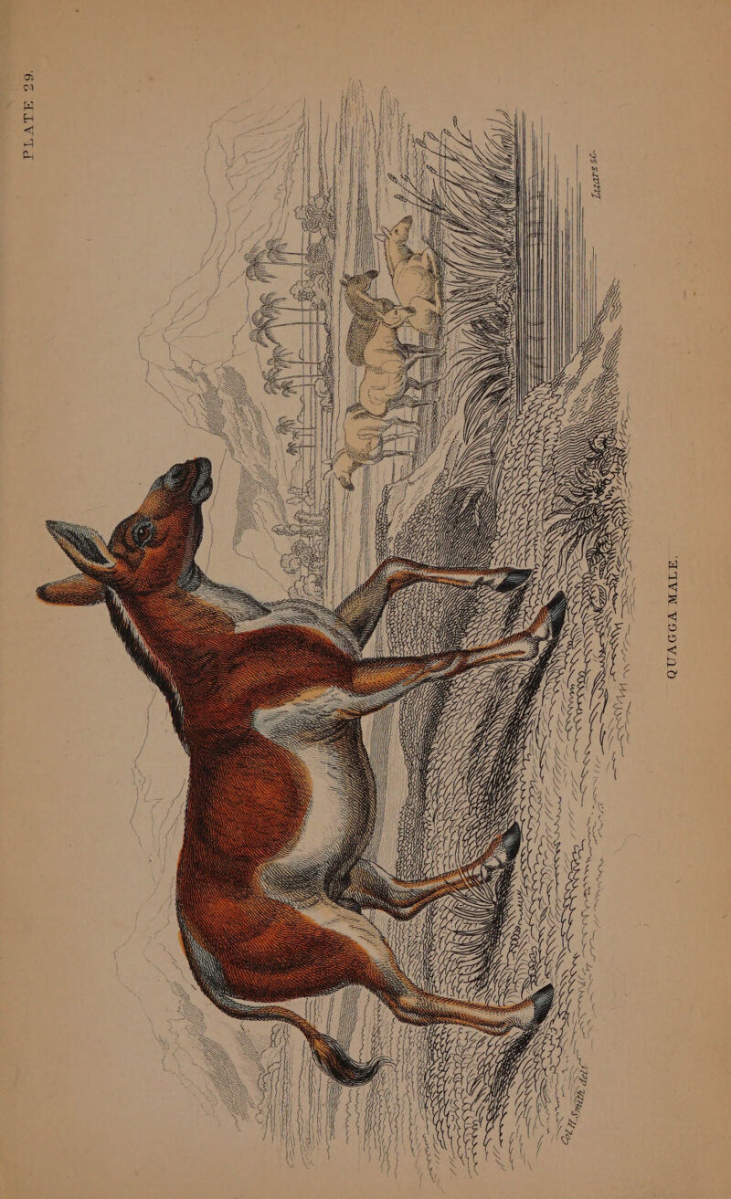 ‘WMIVW VIOVNO : EF <7) Sr Hh Wy 66 ALVId