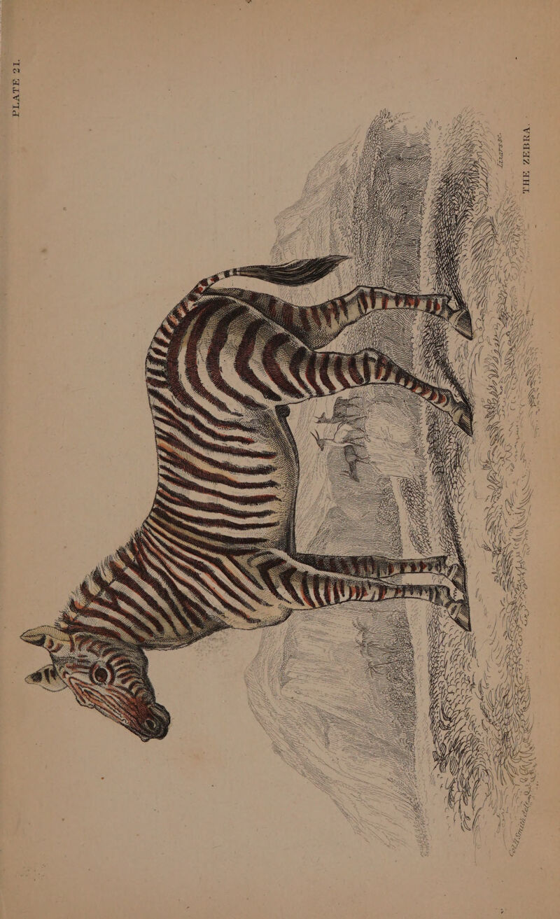 Wk 5) 3 —; 1é ALV Td