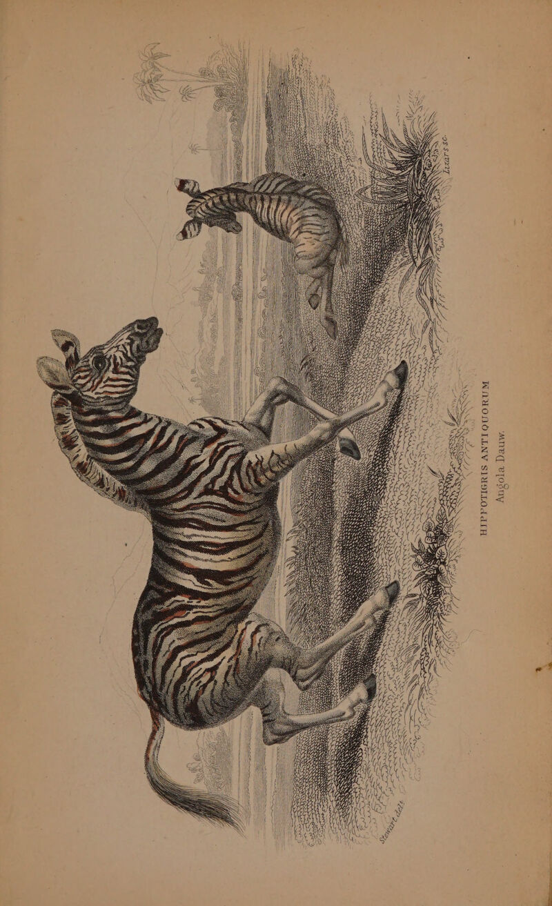 ‘MNe BTOsuy WNUONOTINY SIM9ILOd dia seth Ze