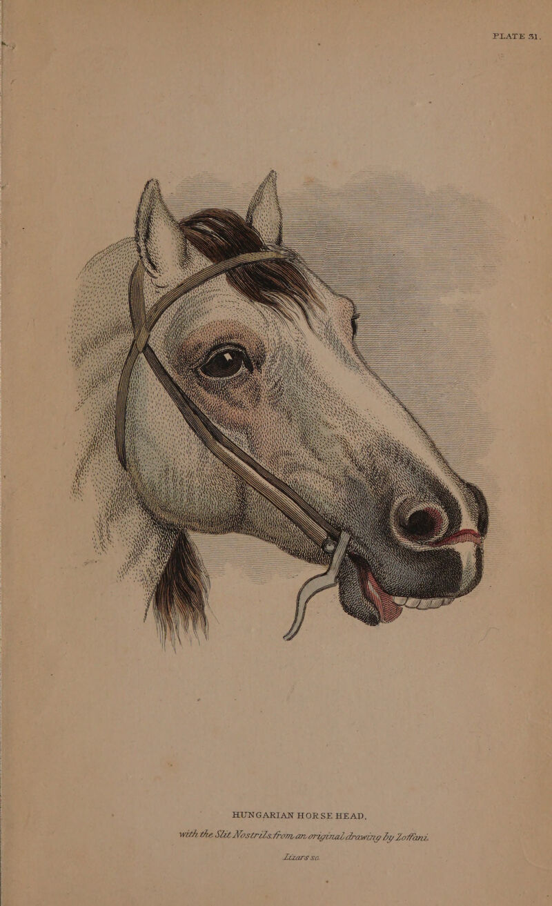 PLATE 3). IREANC i “I HUNGARIAN HORSE HEAD, | with the Slit Nostrils trom avoriginal drawing by Loifant. LLZaTS SC.