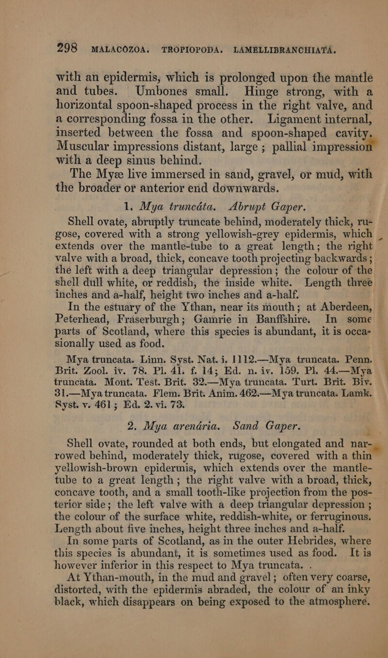 with an epidermis, which is prolonged upon the mantle and tubes. Umbones small. Hinge strong, with a horizontal spoon-shaped process in the right valve, and a corresponding fossa in the other. Ligament internal, inserted between the fossa and spoon-shaped cavity Muscular impressions distant, large ; pallial impression with a deep sinus behind. The Myee live immersed in sand, gravel, or mud, with the broader or anterior end downwards. 1. Mya truncata. Abrupt Gaper. Shell ovate, abruptly truncate behind, moderately thick, ru- gose, covered with a strong yellowish-grey epidermis, which _ extends over the mantle-tube to a great length; the right valve with a broad, thick, concave tooth projecting backwards ; the left with a deep triangular depression; the colour of the shell dull white, or reddish, the inside white. Length three inches and a-half, height two inches and a-half. . In the estuary of the Ythan, near its mouth; at Aberdeen, Peterhead, Fraserburgh; Gamrie in Banffshire. In some parts of Scotland, where this species is abundant, it is occa- sionally used as food. Mya truncata. Linn. Syst. Nat. i. 1112.—Mya truncata. Penn. Brit. Zool. iv. 78. Pl. 41. f. 14; Ed. n. iv. 159. Pl. 44.—Mya truncata. Mont. Test. Brit. 32.—Mya truncata. Turt. Brit. Biv. 31.—Mya truncata. Flem. Brit. Anim. 462.—Mya truncata. Lamk. Syst. v. 461; Ed. 2. vi. 73. 2. Mya arendria. Sand Gaper. Shell ovate, rounded at both ends, but elongated and nar- rowed behind, moderately thick, rugose, covered with a thin yellowish-brown epidermis, which extends over the mantle- tube to a great length; the right valve with a broad, thick, concave tooth, and a small tooth-like projection from the pos- tericr side; the left valve with a deep triangular depression ; the colour of the surface white, reddish-white, or ferruginous. Length about five inches, height three inches and a-half. In some parts of Scotland, as in the outer Hebrides, where this species is abundant, it is sometimes used as food. It is however inferior in this respect to Mya truncata. . At Ythan-mouth, in the mud and gravel; often very coarse, distorted, with the epidermis abraded, the colour of an inky black, which disappears on being exposed to the atmosphere. ¢ :