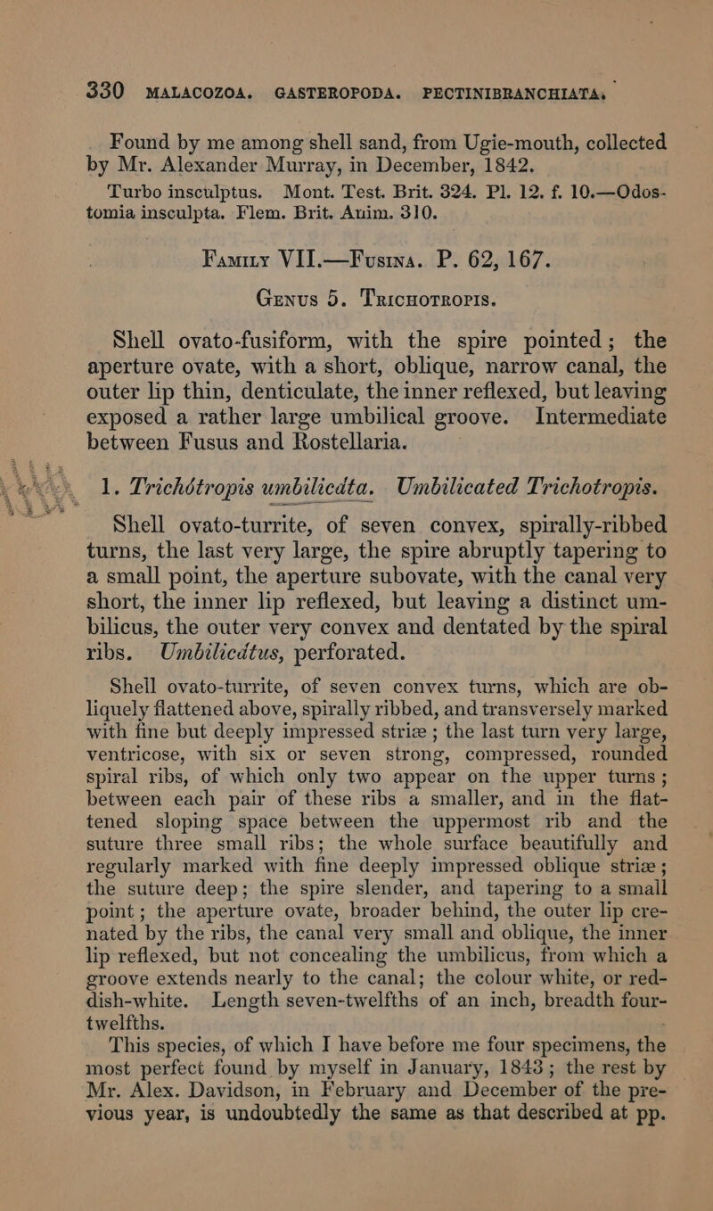 Found by me among shell sand, from Ugie-mouth, collected by Mr. Alexander Murray, in December, 1842. Turbo insculptus. Mont. Test. Brit. 324. Pl. 12. f. 10.—Odos- tomia insculpta. Flem. Brit. Anim. 310. Famity VII.—Fvusina. P. 62, 167. Genus 5. Tricnorroris. Shell ovato-fusiform, with the spire pointed; the aperture ovate, with a short, oblique, narrow canal, the outer lip thin, denticulate, the inner reflexed, but leaving exposed a rather large umbilical groove. Intermediate between Fusus and Rostellaria. 1. Trichétropis umbilicdta. Umbilicated Trichotropis. Shell ovato-turrite, of seven convex, spirally-ribbed turns, the last very large, the spire abruptly tapering to a small point, the aperture subovate, with the canal very short, the inner lip reflexed, but leaving a distinct um- bilicus, the outer very convex and dentated by the spiral ribs. Umbilicdtus, perforated. Shell ovato-turrite, of seven convex turns, which are ob- liquely flattened above, spirally ribbed, and transversely marked with fine but deeply impressed striz ; the last turn very large, ventricose, with six or seven strong, compressed, rounded spiral ribs, of which only two appear on the upper turns ; between each pair of these ribs a smaller, and in the flat- tened sloping space between the uppermost rib and the suture three small ribs; the whole surface beautifully and regularly marked with fine deeply impressed oblique striz ; the suture deep; the spire slender, and tapering to a small point ; the aperture ovate, broader behind, the outer lip cre- nated by the ribs, the canal very small and oblique, the inner lip reflexed, but not concealing the umbilicus, from which a groove extends nearly to the canal; the colour white, or red- dish-white. Length seven-twelfths of an inch, breadth four- twelfths. This species, of which I have before me four specimens, the most perfect found by myself in January, 1843; the rest by Mr. Alex. Davidson, in February and December of the pre- vious year, is undoubtedly the same as that described at pp.