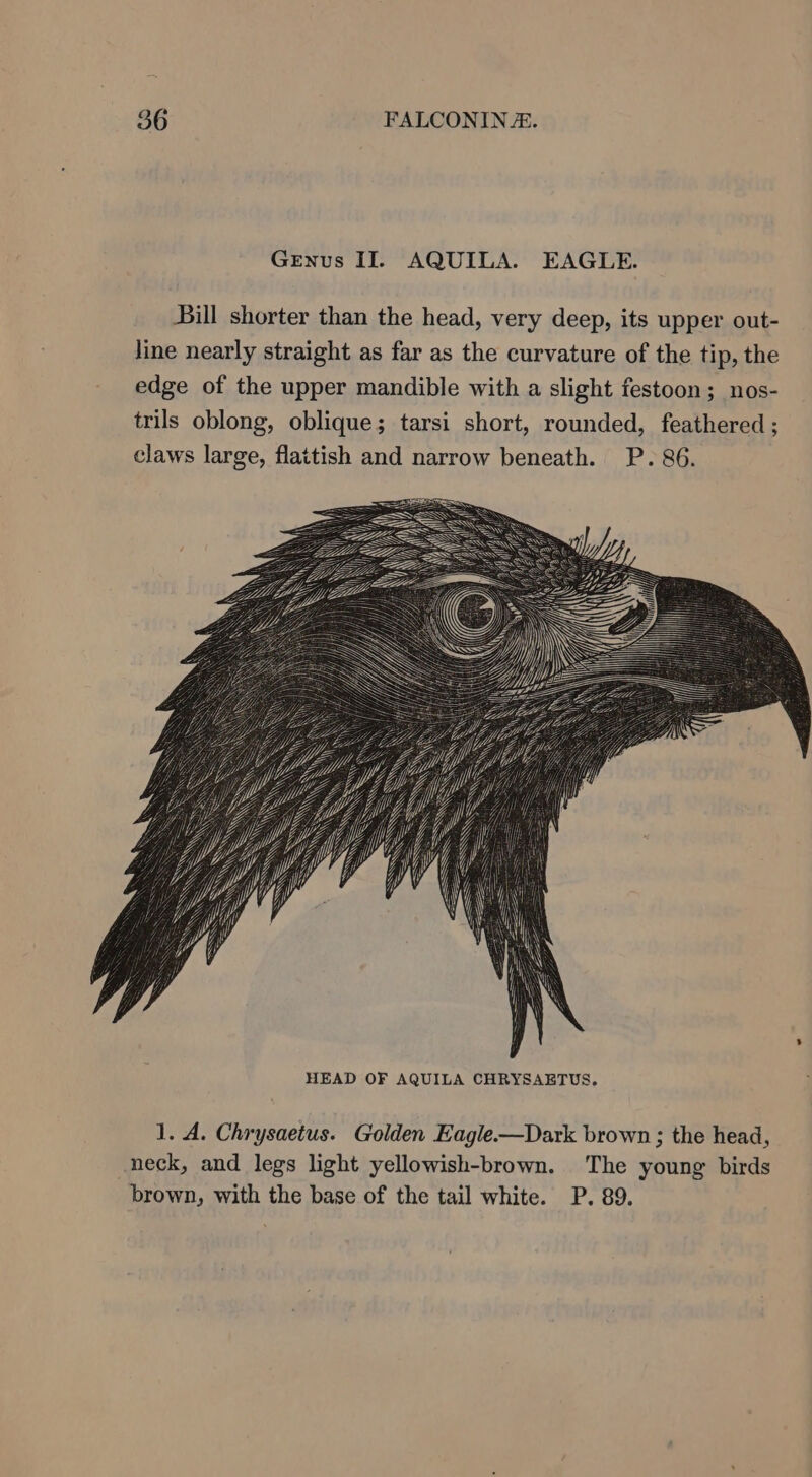 Genus II. AQUILA. EAGLE. Bill shorter than the head, very deep, its upper out- line nearly straight as far as the curvature of the tip, the edge of the upper mandible with a slight festoon; nos- trils oblong, oblique; tarsi short, rounded, feathered ; claws large, flattish and narrow beneath. P. 86. ( hi HEAD OF AQUILA CHRYSAETUS. 1. A. Chrysaetus. Golden Eagle.—Dark brown ; the head, neck, and legs light yellowish-brown. The young birds brown, with the base of the tail white. P. 89.