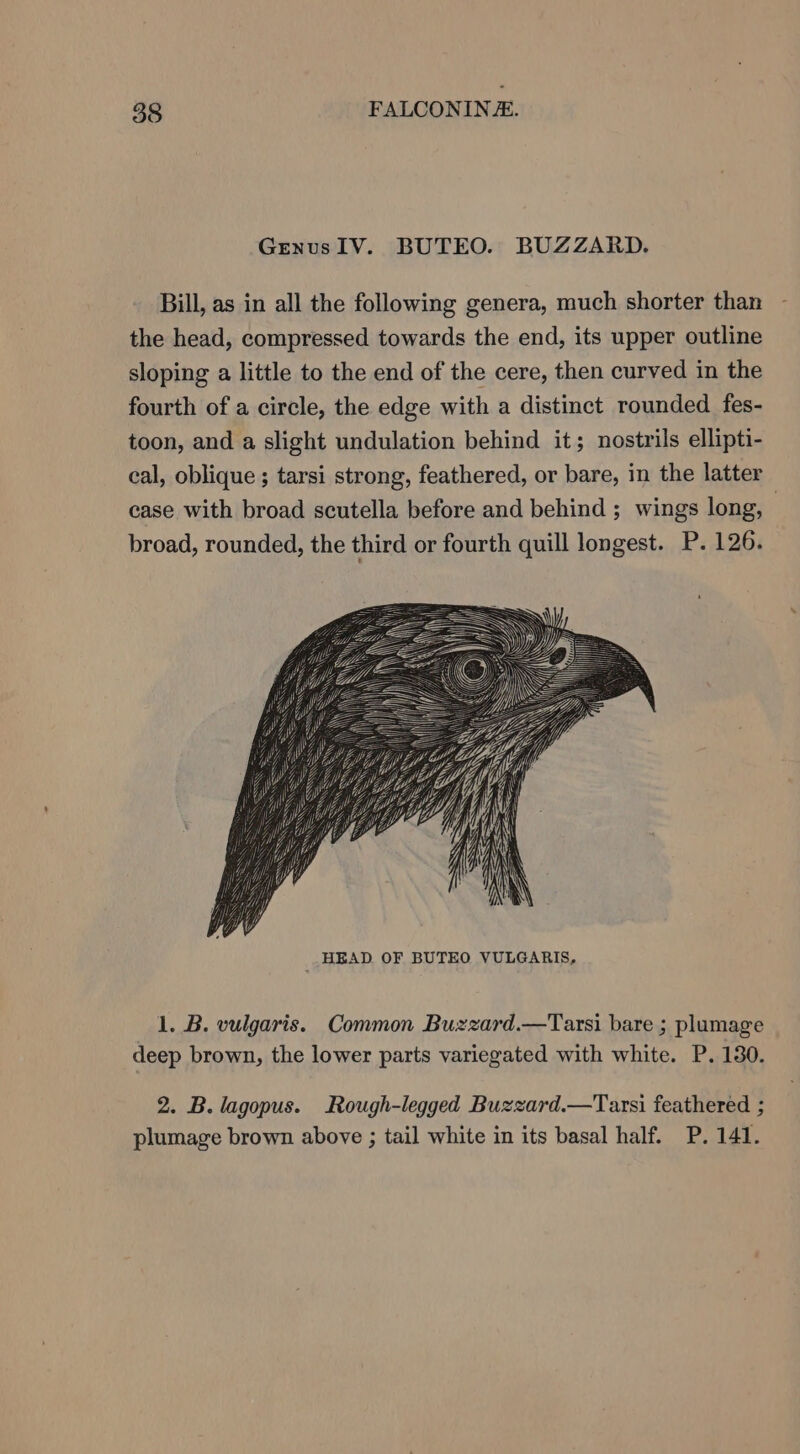 GrenusIV. BUTEO. BUZZARD. Bill, as in all the following genera, much shorter than the head, compressed towards the end, its upper outline sloping a little to the end of the cere, then curved in the fourth of a circle, the edge with a distinct rounded fes- toon, and a slight undulation behind it; nostrils ellipti- cal, oblique ; tarsi strong, feathered, or bare, in the latter case with broad scutella before and behind ; wings long, | broad, rounded, the third or fourth quill longest. P. 126. 1. B. vulgaris. Common Buzzard.—Tarsi bare ; plumage deep brown, the lower parts variegated with white. P. 130. 2. B. lagopus. Rough-legged Buzzard.—Tarsi feathered ; plumage brown above ; tail white in its basal half. P. 141.