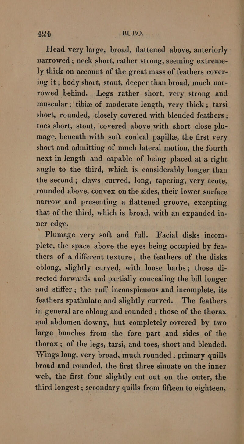 Head very large, broad, flattened above, anteriorly narrowed ; neck short, rather strong, seeming extreme- ly thick on account of the great mass of feathers cover- ing it ; body short, stout, deeper than broad, much nar- rowed behind. Legs rather short, very strong and muscular ; tibiz of moderate length, very thick ; tarsi short, rounded, closely covered with blended feathers ; toes short, stout, covered above with short close plu- mage, beneath with soft conical papille, the first very short and admitting of much lateral motion, the fourth next in length and capable of being placed at a right angle to the third, which is considerably longer than the second ; claws curved, long, tapering, very acute, rounded above, convex on the sides, their lower surface narrow and presenting a flattened groove, excepting that of the third, which is broad, with an expanded in- ner edge. Plumage very soft and full. Facial disks incom- plete, the space above the eyes being occupied by fea- thers of a different texture; the feathers of the disks oblong, slightly curved, with loose barbs; those di- rected forwards and partially concealing the bill longer and stiffer ; the ruff inconspicuous and incomplete, its feathers spathulate and slightly curved. The feathers in general are oblong and rounded ; those of the thorax and abdomen downy, but completely covered by two large bunches from the fore part and sides of the thorax ; of the legs, tarsi, and toes, short and blended. Wings long, very broad, much rounded ; primary quills broad and rounded, the first three sinuate on the inner web, the first four slightly ent out on the outer, the third longest ; secondary quills from fifteen to eighteen,