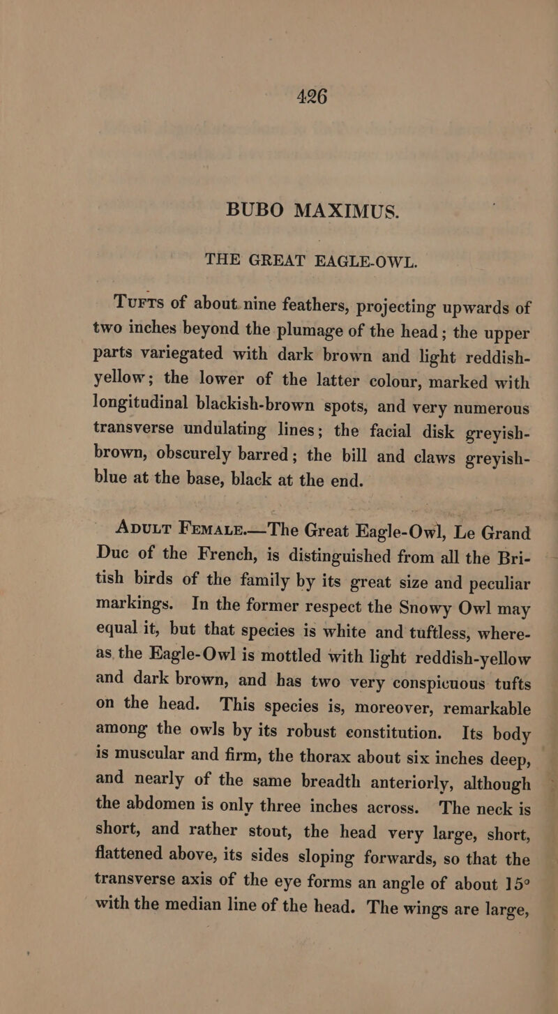 BUBO MAXIMUS. THE GREAT EAGLE-OWL. Turts of about. nine feathers, projecting upwards of two inches beyond the plumage of the head ; the upper parts variegated with dark brown and light reddish- yellow; the lower of the latter colour, marked with longitudinal blackish-brown spots, and very numerous transverse undulating lines; the facial disk greyish- brown, obscurely barred; the bill and claws greyish- blue at the base, black at the end. Avutt Femare.—The Great Eagle-Owl, Le Grand Due of the French, is distinguished from all the Bri- tish birds of the family by its great size and peculiar markings. In the former respect the Snowy Owl may equal it, but that species is white and tuftless, where- as the Eagle-Owl is mottled with light reddish-yellow and dark brown, and has two very conspicuous tufts on the head. This species is, moreover, remarkable among the owls by its robust constitution. Its body is muscular and firm, the thorax about six inches deep, and nearly of the same breadth anteriorly, although the abdomen is only three inches across. The neck is short, and rather stout, the head very large, short, flattened above, its sides sloping forwards, so that the transverse axis of the eye forms an angle of about 15° with the median line of the head. The wings are large,
