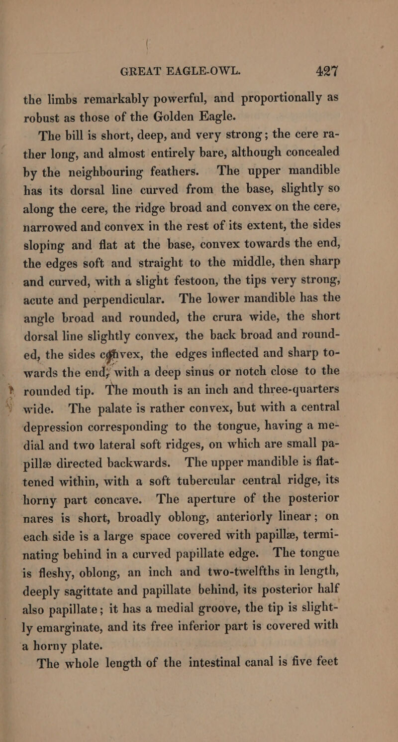 ge’ the limbs remarkably powerful, and proportionally as robust as those of the Golden Eagle. The bill is short, deep, and very strong; the cere ra- ther long, and almost entirely bare, although concealed by the neighbouring feathers. The upper mandible has its dorsal line curved from the base, slightly so along the cere, the ridge broad and convex on the cere, narrowed and convex in the rest of its extent, the sides sloping and flat at the base, convex towards the end, the edges soft and straight to the middle, then sharp and curved, with a slight festoon, the tips very strong, acute and perpendicular. The lower mandible has the angle broad and rounded, the crura wide, the short dorsal line slightly convex, the back broad and round- ed, the sides eghvex, the edges inflected and sharp to- wards the end; with a deep sinus or notch close to the depression corresponding to the tongue, having a me- dial and two lateral soft ridges, on which are small pa- pille directed backwards. The upper mandible is flat- tened within, with a soft tubercular central ridge, its horny part concave. The aperture of the posterior nares is short, broadly oblong, anteriorly linear; on each side is a large space covered with papillz, termi- nating behind in a curved papillate edge. The tongue is fleshy, oblong, an inch and two-twelfths in length, deeply sagittate and papillate behind, its posterior half also papillate; it has a medial groove, the tip is slight- ly emarginate, and its free inferior part is covered with The whole length of the intestinal canal is five feet