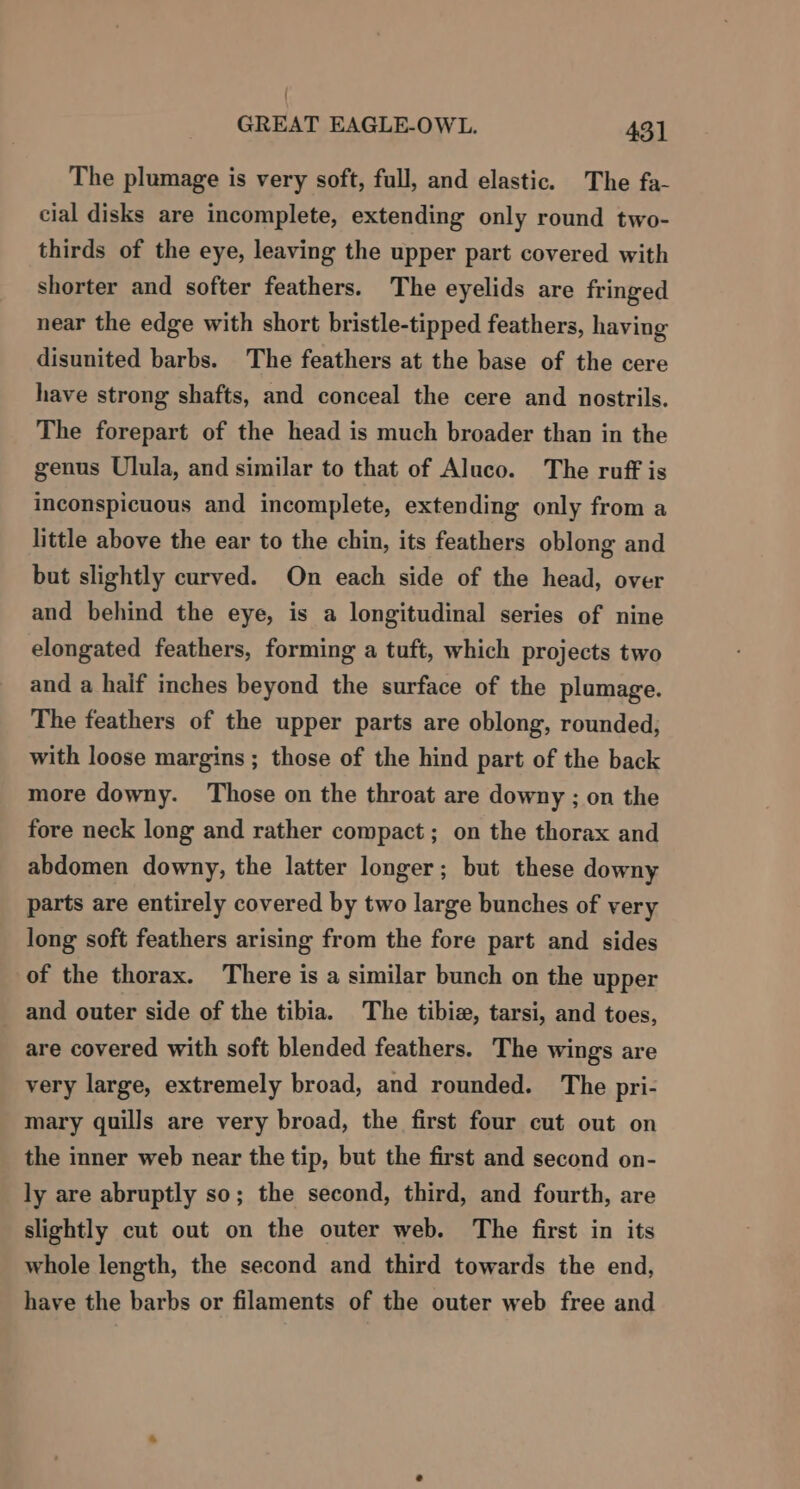 ' GREAT EAGLE-OWL. 431 The plumage is very soft, full, and elastic. The fa- cial disks are incomplete, extending only round two- thirds of the eye, leaving the upper part covered with shorter and softer feathers. The eyelids are fringed near the edge with short bristle-tipped feathers, having disunited barbs. The feathers at the base of the cere have strong shafts, and conceal the cere and nostrils. The forepart of the head is much broader than in the genus Ulula, and similar to that of Aluco. The ruff is inconspicuous and incomplete, extending only from a little above the ear to the chin, its feathers oblong and but slightly curved. On each side of the head, over and behind the eye, is a longitudinal series of nine elongated feathers, forming a tuft, which projects two and a haif inches beyond the surface of the plumage. The feathers of the upper parts are oblong, rounded, with loose margins ; those of the hind part of the back more downy. Those on the throat are downy ; on the fore neck long and rather compact; on the thorax and abdomen downy, the latter longer; but these downy parts are entirely covered by two large bunches of very long soft feathers arising from the fore part and sides of the thorax. There is a similar bunch on the upper and outer side of the tibia. The tibia, tarsi, and toes, are covered with soft blended feathers. The wings are very large, extremely broad, and rounded. The pri- mary quills are very broad, the first four cut out on the inner web near the tip, but the first and second on- ly are abruptly so; the second, third, and fourth, are slightly cut out on the outer web. The first in its whole length, the second and third towards the end, have the barbs or filaments of the outer web free and