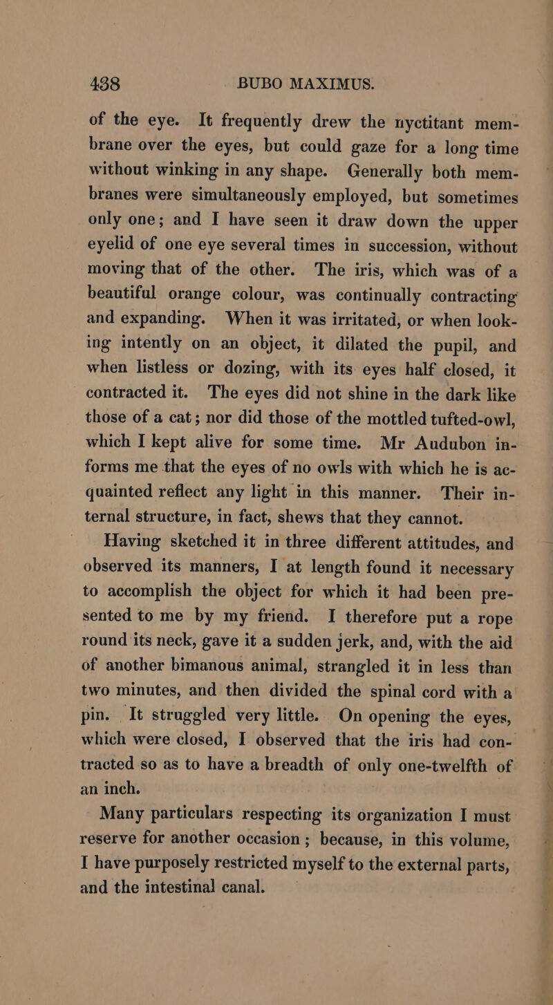 of the eye. It frequently drew the nyctitant mem- brane over the eyes, but could gaze for a long time without winking in any shape. Generally both mem- branes were simultaneously employed, but sometimes only one; and I have seen it draw down the upper eyelid of one eye several times in succession, without moving that of the other. The iris, which was of a beautiful orange colour, was continually contracting and expanding. When it was irritated, or when look- ing intently on an object, it dilated the pupil, and when listless or dozing, with its eyes half closed, it contracted it. The eyes did not shine in the dark like those of a cat; nor did those of the mottled tufted-owl, which I kept alive for some time. Mr Audubon in- forms me that the eyes of no owls with which he is ac- quainted reflect any light in this manner. Their in- ternal structure, in fact, shews that they cannot. Having sketched it in three different attitudes, and observed its manners, I at length found it necessary to accomplish the object for which it had been pre- sented to me by my friend. I therefore put a rope round its neck, gave it a sudden jerk, and, with the aid of another bimanous animal, strangled it in less than two minutes, and then divided the spinal cord with a pin. It struggled very little. On opening the eyes, which were closed, I observed that the iris had con- tracted so as to have a breadth of only one-twelfth of an inch. Many particulars respecting its organization I must reserve for another occasion ; because, in this volume, I have purposely restricted myself to the external parts, and the intestinal canal. ee ie