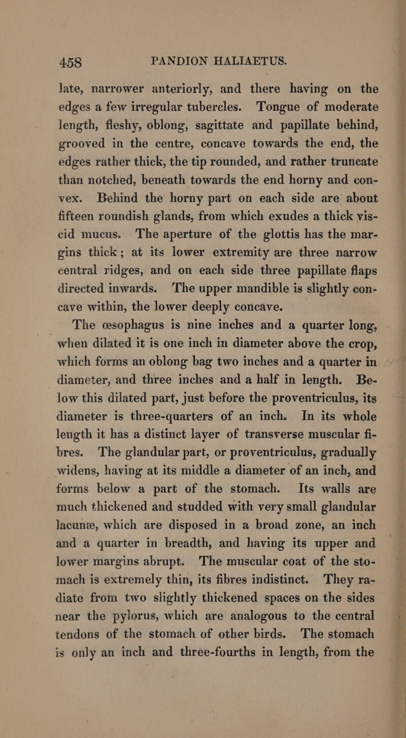 late, narrower anteriorly, and there having on the edges a few irregular tubercles. Tongue of moderate length, fleshy, oblong, sagittate and papillate behind, grooved in the centre, concave towards the end, the edges rather thick, the tip rounded, and rather truncate than notched, beneath towards the end horny and con- vex. Behind the horny part on each side are about fifteen roundish glands, from which exudes a thick vis- cid mucus. The aperture of the glottis has the mar- gins thick; at its lower extremity are three narrow central ridges, and on each side three papillate flaps directed inwards. The upper mandible is slightly con- cave within, the lower deeply concave. The cesophagus is nine inches and a quarter long, when dilated it is one inch in diameter above the crop, which forms an oblong bag two inches and a quarter in diameter, and three inches and a half in length. Be- low this dilated part, just before the proventriculus, its diameter is three-quarters of an inch. In its whole length it has a distinct layer of transverse muscular fi- bres. The glandular part, or proventriculus, gradually widens, having at its middle a diameter of an inch, and forms below a part of the stomach. Its walls are much thickened and studded with very small glandular lacune, which are disposed in a broad zone, an inch and a quarter in breadth, and having its upper and lower margins abrupt. The muscular coat of the sto- mach is extremely thin, its fibres indistinct. They ra- diate from two slightly thickened spaces on the sides near the pylorus, which are analogous to the central tendons of the stomach of other birds. The stomach is only an inch and three-fourths in length, from the