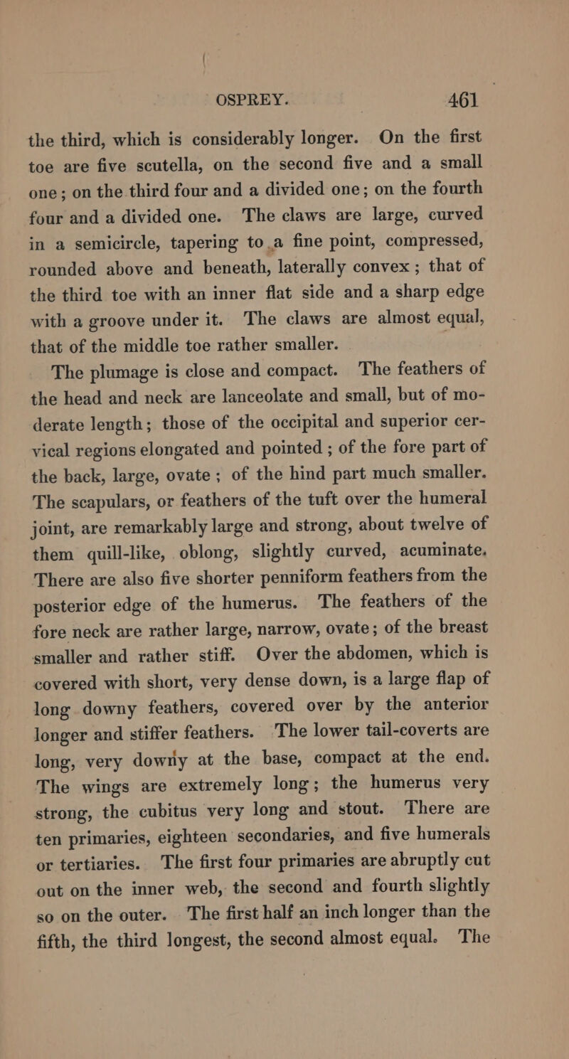 the third, which is considerably longer. On the first toe are five scutella, on the second five and a small one; on the third four and a divided one; on the fourth four and a divided one. The claws are large, curved in a semicircle, tapering to a fine point, compressed, rounded above and beneath, laterally convex ; that of the third toe with an inner flat side and a sharp edge with a groove under it. The claws are almost equal, that of the middle toe rather smaller. ; The plumage is close and compact. The feathers of the head and neck are lanceolate and small, but of mo- derate length; those of the occipital and superior cer- vical regions elongated and pointed ; of the fore part of the back, large, ovate ; of the hind part much smaller. The scapulars, or feathers of the tuft over the humeral joint, are remarkably large and strong, about twelve of them quill-like, oblong, slightly curved, acuminate, There are also five shorter penniform feathers from the posterior edge of the humerus. The feathers of the fore neck are rather large, narrow, ovate; of the breast smaller and rather stiff. Over the abdomen, which is covered with short, very dense down, is a large flap of long downy feathers, covered over by the anterior longer and stiffer feathers. The lower tail-coverts are long, very downy at the base, compact at the end. The wings are extremely long; the humerus very strong, the cubitus very long and stout. There are ten primaries, eighteen secondaries, and five humerals or tertiaries. The first four primaries are abruptly cut out on the inner web, the second and fourth slightly so on the outer. The first half an inch longer than the fifth, the third longest, the second almost equal. The