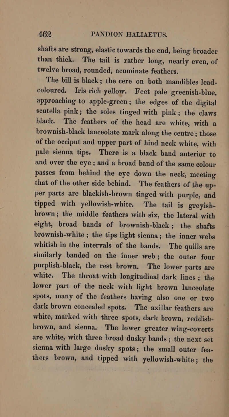 shafts are strong, elastic towards the end, being broader than thick. The tail is rather long, nearly even, of twelve broad, rounded, acuminate feathers. The bill is black; the cere on both mandibles lead- coloured. Iris rich yellow. Feet pale greenish-blue, approaching to apple-green; the edges of the digital scutella pink; the soles tinged with pink; the claws black. The feathers of the head are white, with a brownish-black lanceolate mark along the centre ; those of the occiput and upper part of hind neck white, with pale sienna tips. There is a black band anterior to and over the eye ; and a broad band of the same colour passes from behind the eye down the neck, meeting that of the other side behind. The feathers of the up- per parts are blackish-brown tinged with purple, and tipped with yellowish-white. The tail is greyish- brown; the middle feathers with six, the lateral with eight, broad bands of brownish-black; the shafts brownish-white ; the tips light sienna; the inner webs whitish in the intervals of the bands. The quills are similarly banded on the inner web; the outer four purplish-black, the rest brown. The lower parts are white. The throat with longitudinal dark lines; the lower part of the neck with light brown lanceolate spots, many of the feathers having also one or two dark brown concealed spots. The axillar feathers are white, marked with three spots, dark brown, reddish- brown, and sienna. The lower greater wing-coverts are white, with three broad dusky bands; the next set sienna with large dusky spots; the small outer fea- thers brown, and tipped with yellowish-white; the