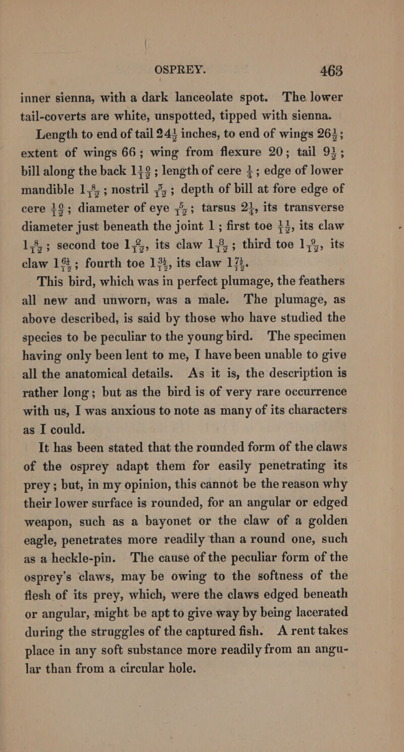 inner sienna, with a dark lanceolate spot. The lower tail-coverts are white, unspotted, tipped with sienna. Length to end of tail 243 inches, to end of wings 263; extent of wings 66; wing from flexure 20; tail 91; bill along the back 112 ; length of cere }; edge of lower mandible 1,8, ; nostril 5% ; wee of bill at fore edge of cere 12; diameter of eye ;°,; tarsus 2}, its transverse diameter just beneath the joint 1; first toe +3, its claw 1,8,; second toe 1,%,, its claw 1,8,; third toe 1,%, its claw 16; fourth sie 134, its claw 14. This bird, which was in perfect plumage, the feathers all new and unworn, was a male. The plumage, as above described, is said by those who have studied the species to be peculiar to the young bird. The specimen having only been lent to me, I have been unable to give all the anatomical details. As it is, the description is rather long; but as the bird is of very rare occurrence with us, I was anxious to note as many of its characters as I could. It has been stated that the rounded form of the claws of the osprey adapt them for easily penetrating its prey ; but, in my opinion, this cannot be the reason why their lower surface is rounded, for an angular or edged weapon, such as a bayonet or the claw of a golden eagle, penetrates more readily than a round one, such as a heckle-pin. The cause of the peculiar form of the osprey’s claws, may be owing to the softness of the flesh of its prey, which, were the claws edged beneath or angular, might be apt to give way by being lacerated during the struggles of the captured fish. A rent takes place in any soft substance more readily from an angu- lar than from a circular hole.