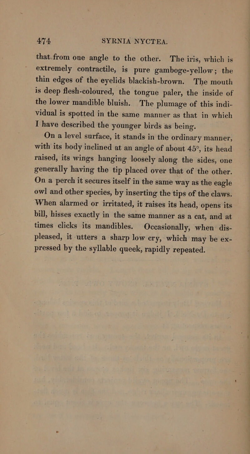 474: SYRNIA NYCTEA. that.from one angle to the other. The iris, which is extremely contractile, is pure gamboge-yellow; the thin edges of the eyelids blackish-brown. The mouth is deep flesh-coloured, the tongue paler, the inside of the lower mandible bluish. The plumage of this indi- vidual is spotted in the same manner as that in which I have described the younger birds as being. On a level surface, it stands in the ordinary manner, with its hody inclined at an angle of about 45°, its head raised, its wings hanging loosely along the sides, one generally having the tip placed over that of the other. On a perch it secures itself in the same way as the eagle owl and other species, by inserting the tips of the claws. When alarmed or irritated, it raises its head, opens its bill, hisses exactly in the same manner as a cat, and at times clicks its mandibles. Occasionally, when. dis- pleased, it utters a sharp low ery, which may be ex- pressed by the syllable queek, rapidly repeated.